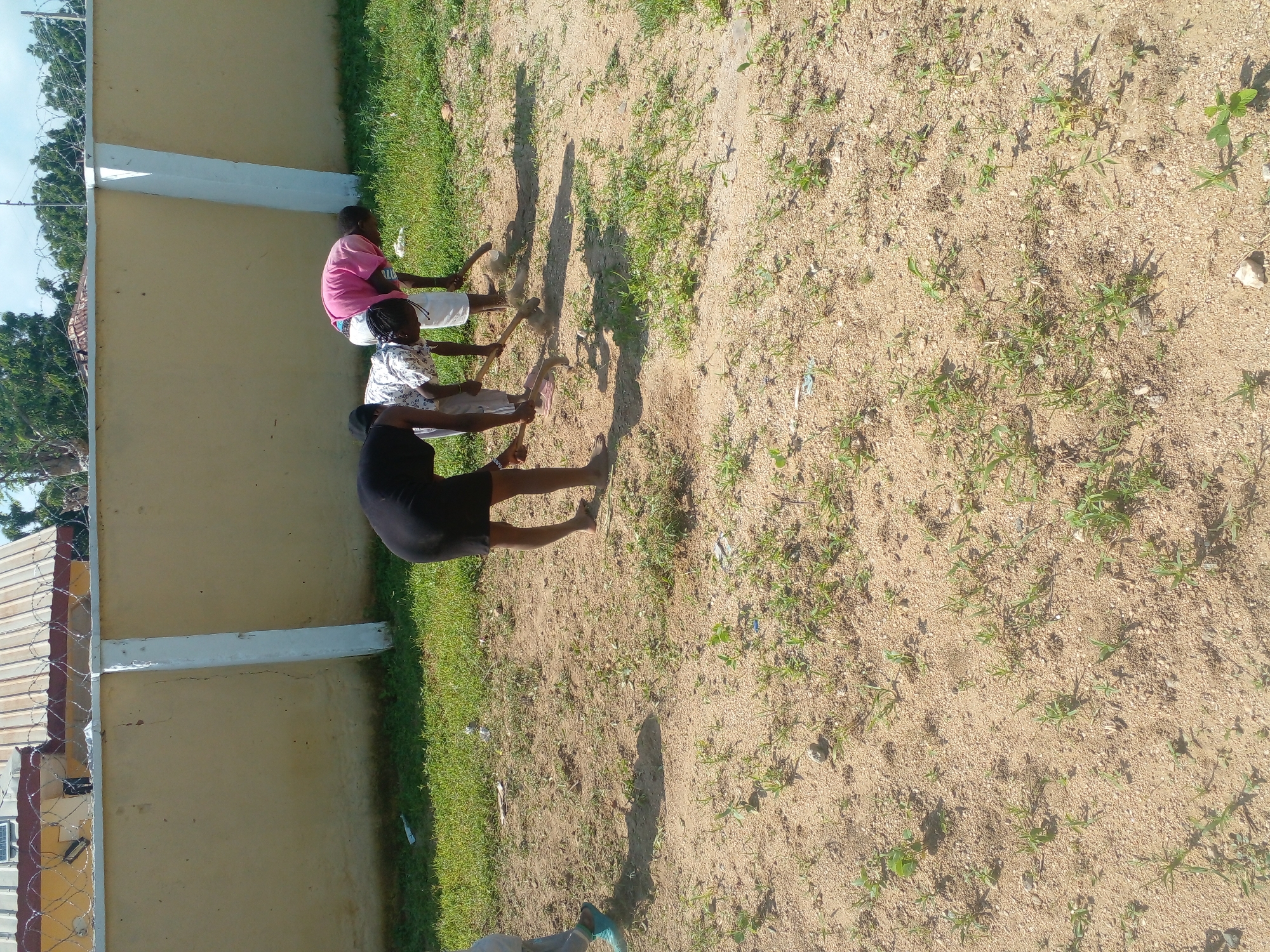 In an outdoor, dusty environment, three individuals are engaged in gardening activities. A person wearing a black dress is bending over, holding a tool that appears to be a hoe. To their right, another individual in a white shirt with a black and white pattern is also bent over, using a similar tool. The third person, wearing a pink shirt and white shorts, is also bending and working the soil with a hoe. They are positioned in front of a pale yellow wall topped with barbed wire, behind which is a building with a corrugated metal roof. Green grass is visible along the edge of the wall and scattered throughout the dusty ground. The sky above is clear and blue.