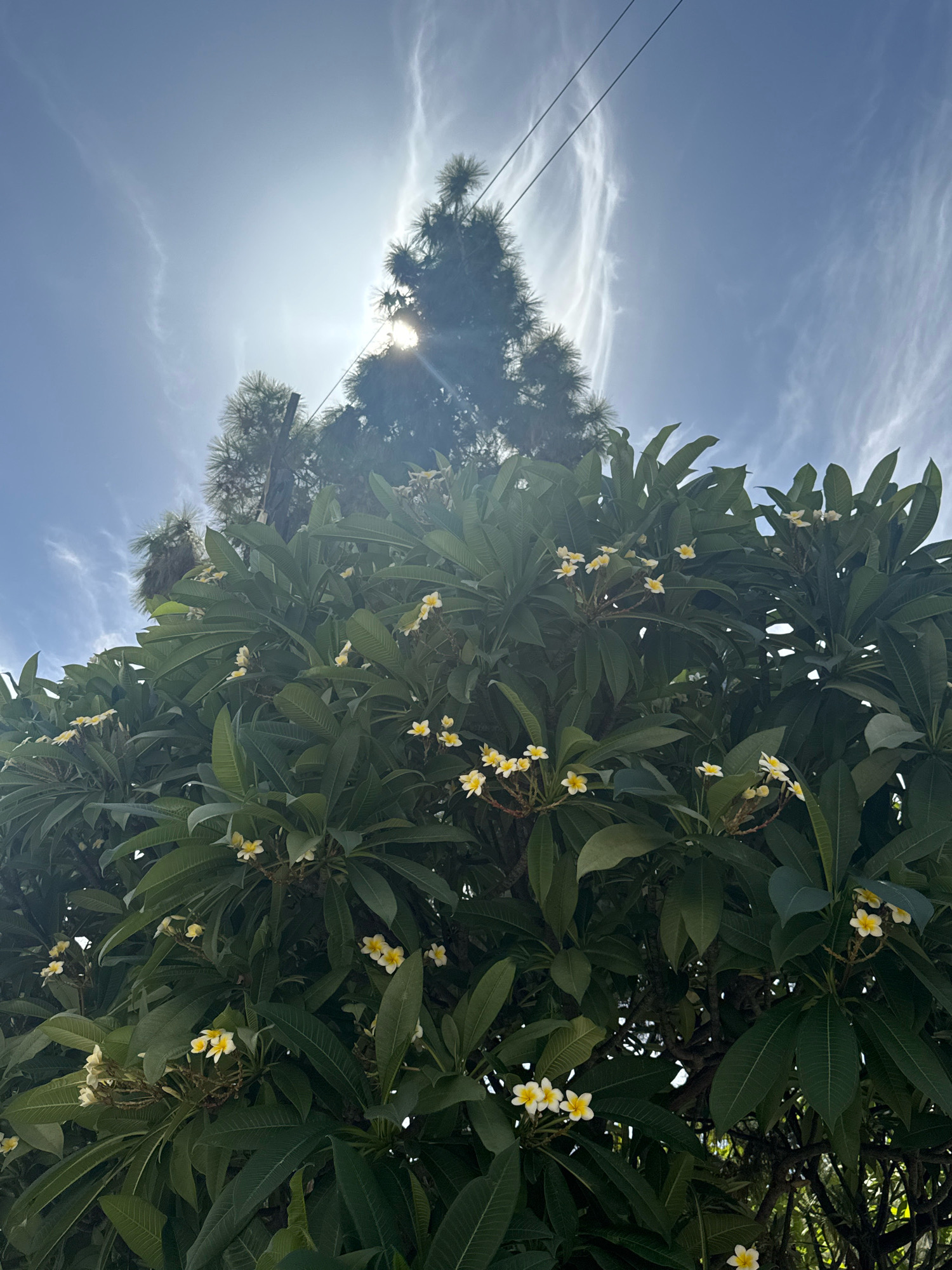 A low-angle shot captures a vibrant green frangipani tree with small white and yellow flowers, set against a bright blue sky with wispy clouds. The sun is visible, partially obscured by the leaves and the branches of a tall evergreen tree in the background. Two dark electrical wires are strung across the upper portion of the frame. The image appears to be taken outdoors, likely in a garden or park setting within Limassol, Cyprus, judging by the commonality of such trees and the clear sky typical of the region. There are no people or animals present in the scene. The overall atmosphere is one of natural beauty and a sunny day.