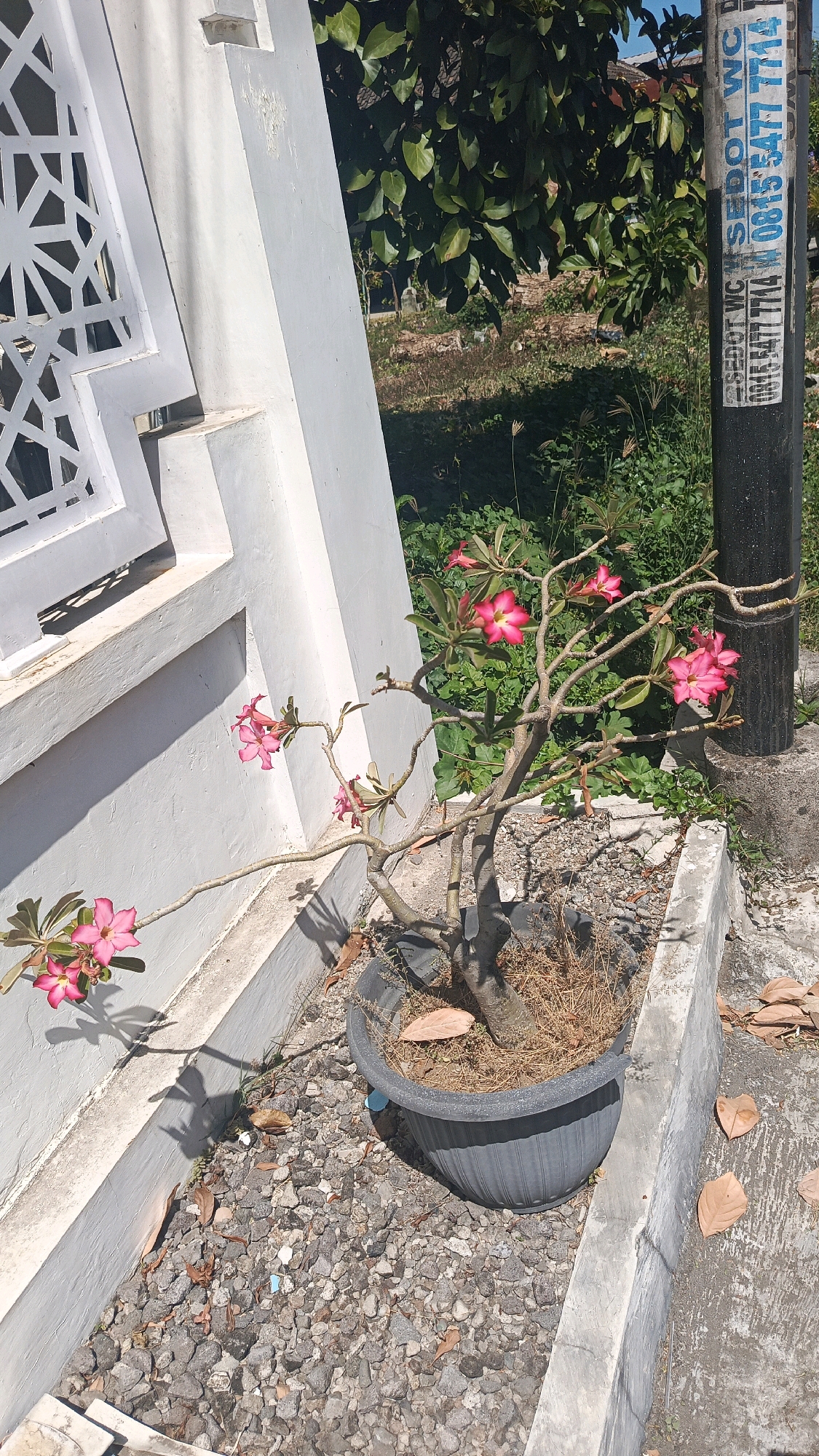 A potted flowering plant with pink blossoms is situated next to a white, modern architectural element, possibly part of a building or a decorative fence. The plant is in a dark gray plastic pot filled with dry soil and small stones. The pot sits on a concrete surface covered with small gray gravel and scattered dry leaves. In the background, there is dense green foliage, and a black utility pole with some blue and white signage is visible on the right side. The scene appears to be outdoors, with bright sunlight casting shadows. The signage on the pole contains Indonesian text, including a phone number. The overall setting suggests an urban or semi-urban environment.
