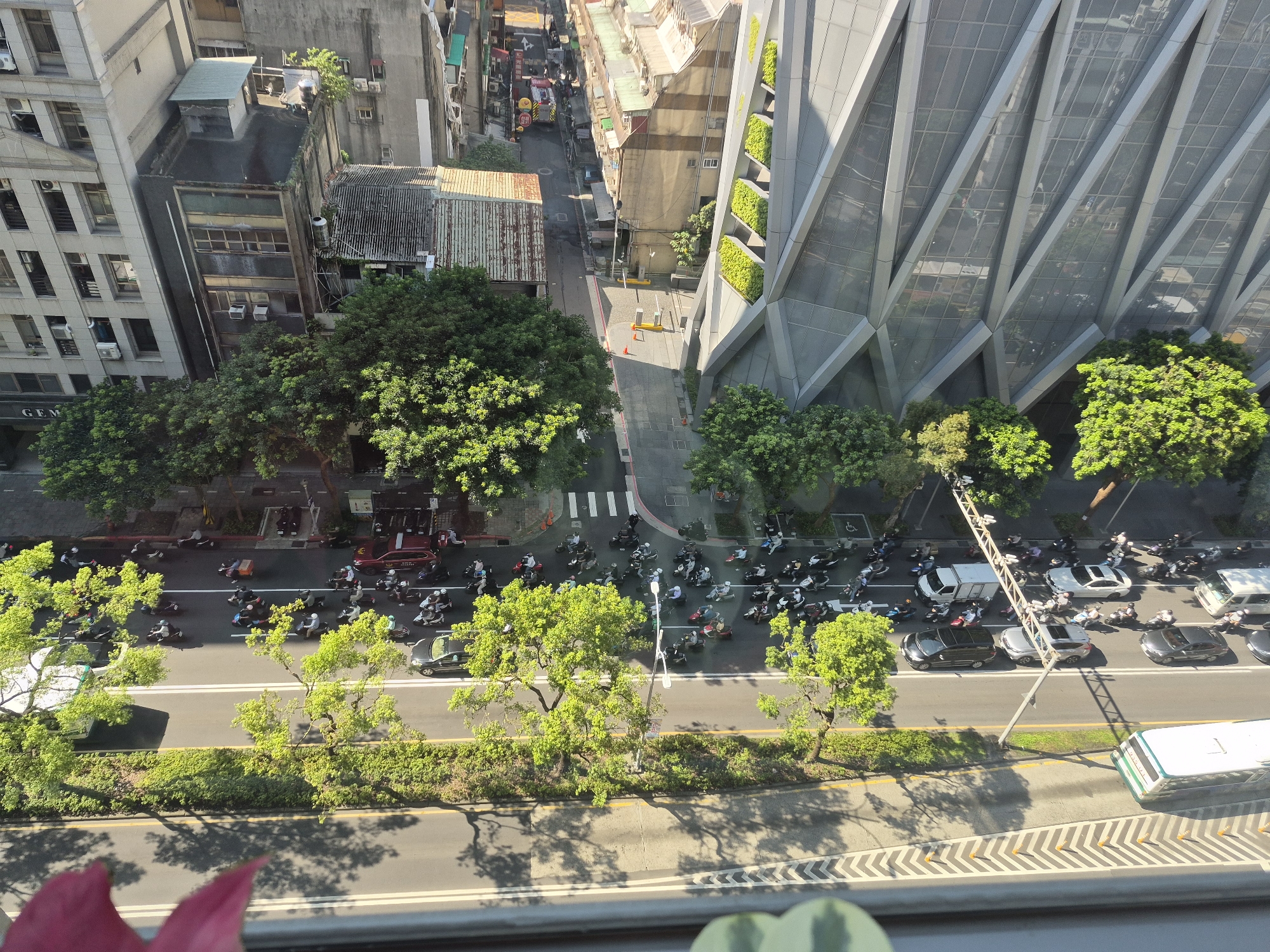 This is an aerial, oblique, eye-level view of a street scene in Taipei, Taiwan, taken from an elevated position, likely a building. The street is lined with trees and a median strip, with a considerable amount of traffic, predominantly motorcycles and scooters. Many individuals are seen riding these vehicles, wearing helmets and casual attire. Several cars, including a black sedan and a silver SUV, are also present on the road. A white bus is parked on the right side of the street. Buildings of varying architectural styles and heights flank the street, including a modern glass building with a distinctive angular facade on the right, and older, multi-story structures with balconies and windows on the left. The scene appears to be during daylight hours, with shadows cast by the trees and buildings indicating the sun's position. A pink flower petal is visible in the foreground, partially obscuring the view.