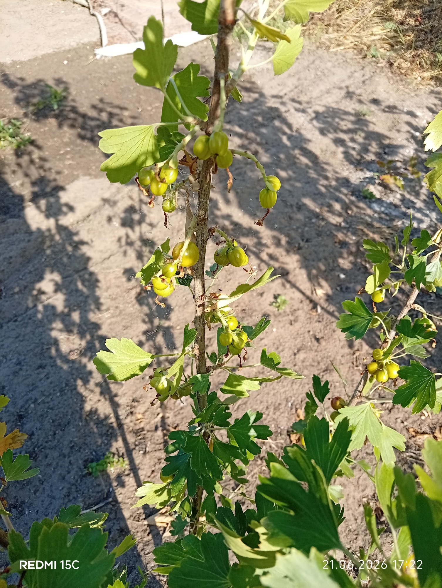 A close-up shot captures a gooseberry bush with developing green berries in Mykolaivka, Ukraine. The sun casts dappled shadows on the sandy ground. The image is marked with "REDMI 15C" and the date "21.06.2026 17:22".