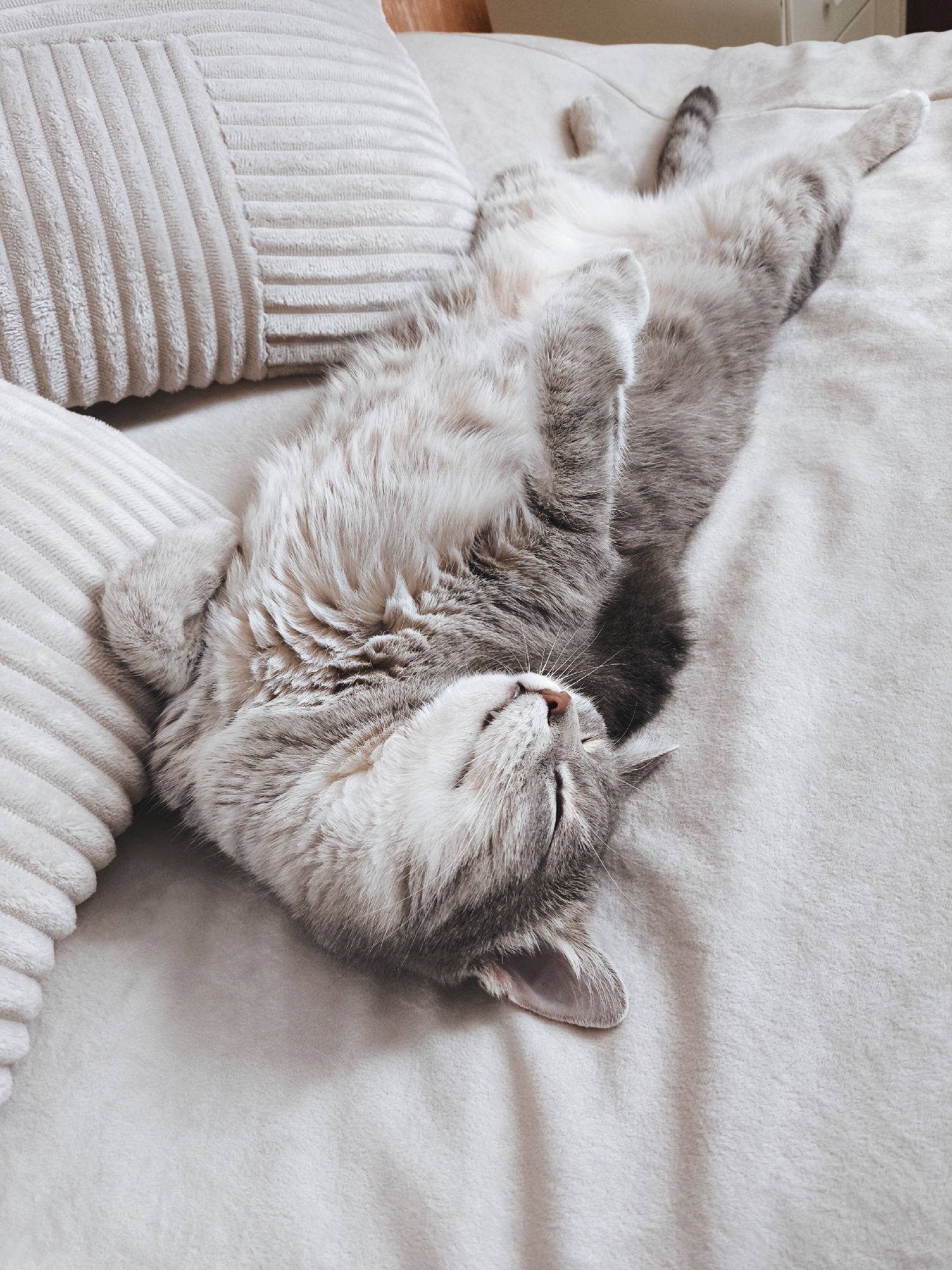 A grey tabby cat is sleeping on its back on a bed with beige pillows. The cat's eyes are closed, and its paws are resting on its chest. The bed appears to be covered with a soft, light-colored blanket.