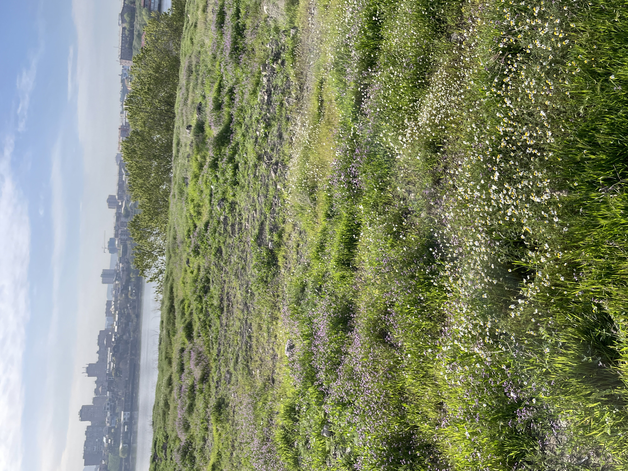 The image displays a vibrant landscape featuring a grassy, wildflower-covered hillside in the foreground and midground, with a city and a body of water visible in the distance under a clear sky.
The foreground and midground are dominated by lush green grass, interspersed with an abundance of small wildflowers. Numerous white and cream-colored flowers, many with subtle yellow centers, are scattered densely throughout, creating a speckled appearance. Patches of tiny purple or lavender flowers also dot the verdant expanse. The sunlight brightly illuminates the foliage, highlighting the natural textures and colors of the meadow.
In the background, a sprawling cityscape stretches along the banks of a river or large body of water. Various buildings, from multi-story structures to smaller residences, form a hazy urban silhouette against the distant horizon. A line of green trees runs along the water's edge, partially obscuring the urban architecture.
The sky above is a light, clear blue with a few soft, wispy white clouds.
The photograph appears to capture a bright, pleasant daytime scene, likely in the morning or afternoon, given the clear conditions and gentle lighting. No specific activity or people are visible. This view is located in Yerevan, Armenia, possibly from a natural elevation overlooking the Hrazdan River and the city, presenting a serene contrast between flourishing nature and an urban environment. No visible text is present in the image.
