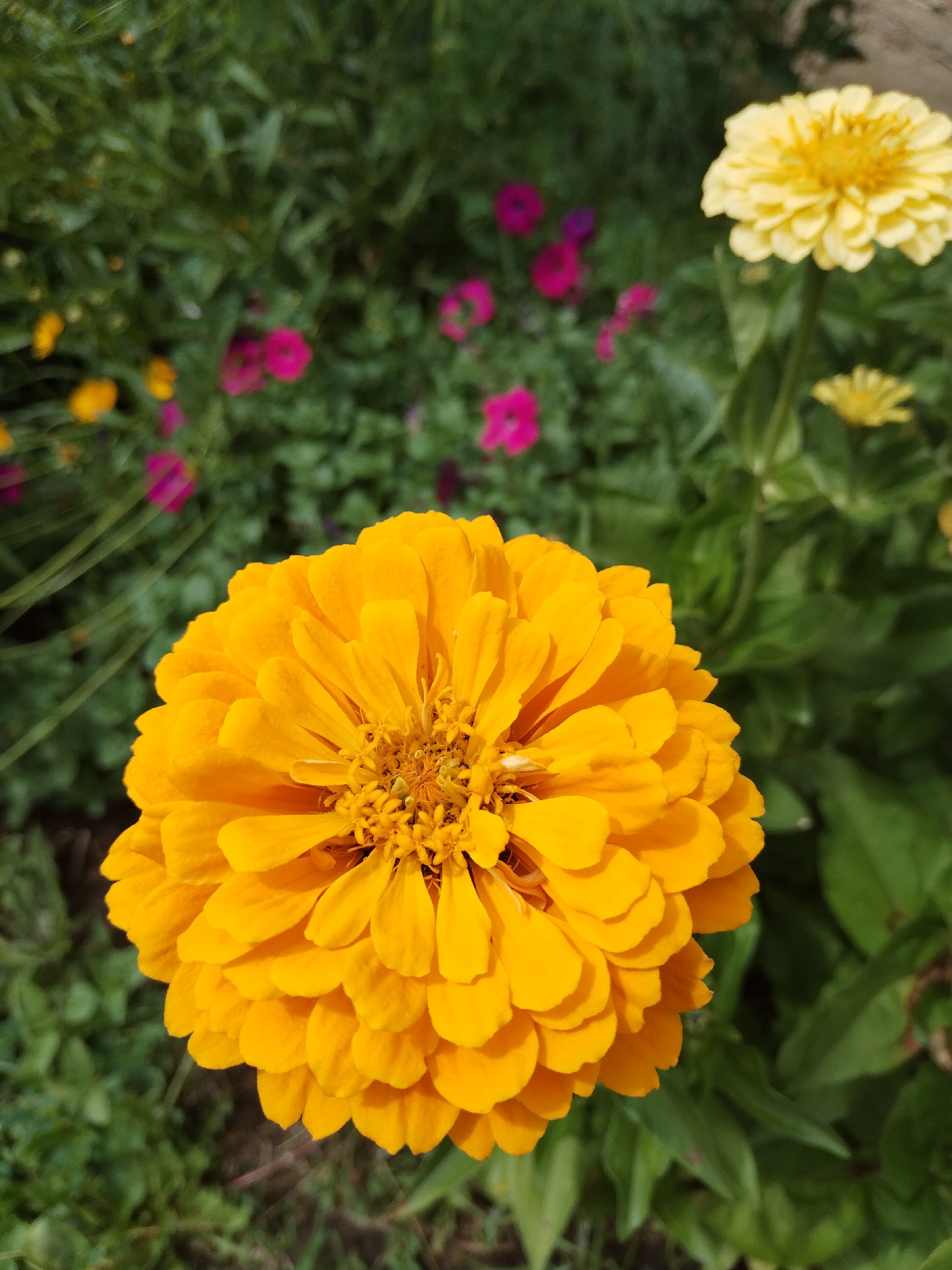 The image depicts a close-up view of a vibrant orange zinnia flower in the foreground. The flower has numerous layered petals and a detailed center. In the blurred background, other flowers, including a yellow zinnia and some pink flowers, are visible amidst lush green foliage. The scene appears to be an outdoor garden setting, possibly in a park or private yard. The lighting suggests it is daytime, with sunlight illuminating the flowers and leaves. The location is specified as Akberdino, Russia.