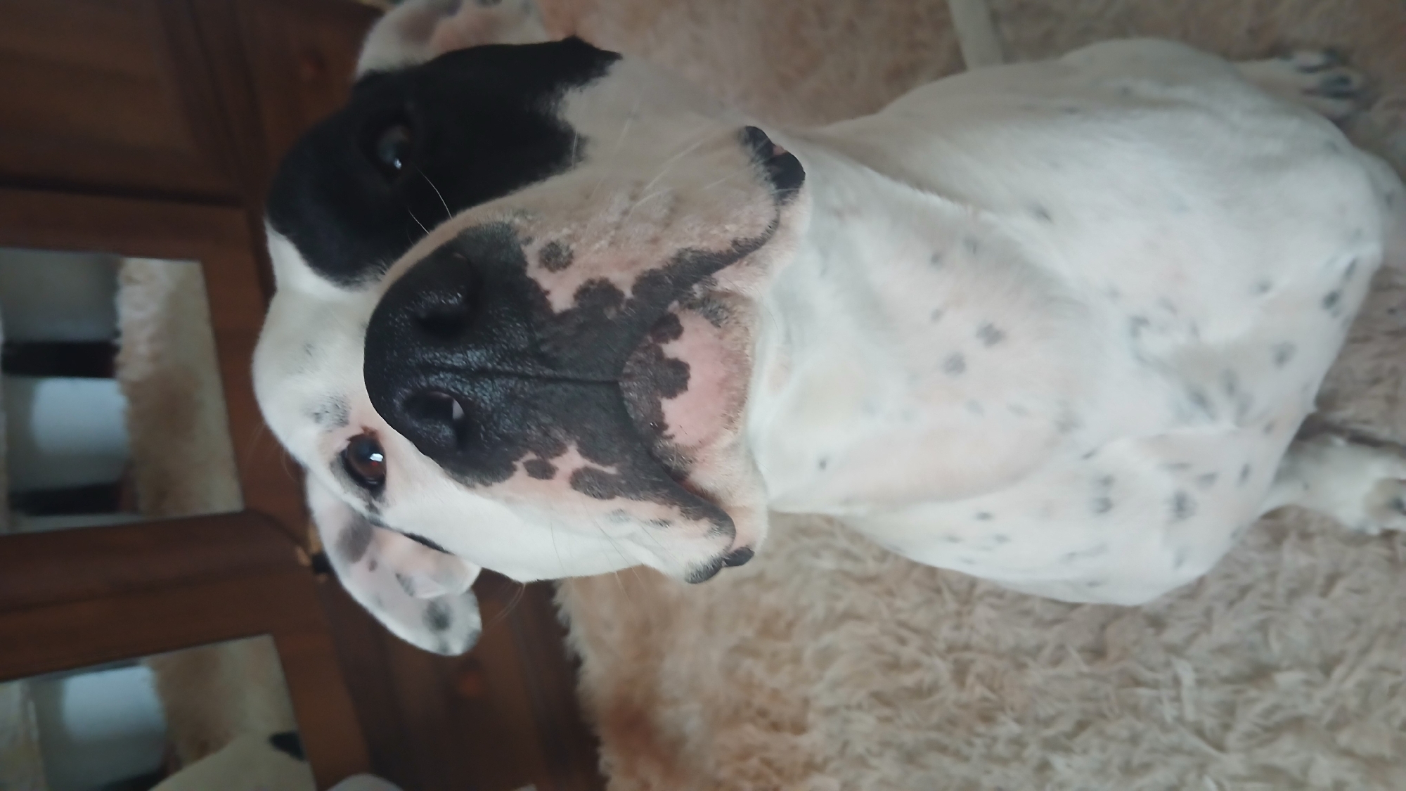 A black and white dog is lying on its back on a beige rug. The dog has black spots on its white fur. Its face is close to the camera, and its eyes are open. A wooden cabinet is visible in the background. The location is unknown.