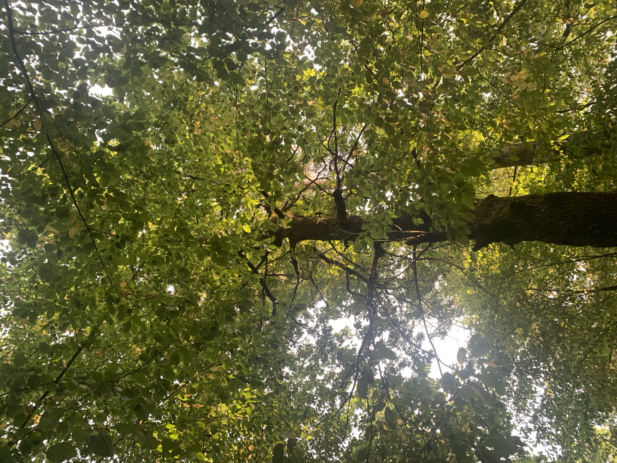 An upward shot of a forest canopy in Vyshovatyi, Ukraine, shows a dense collection of green leaves and branches against a bright sky. The sun is visible through the foliage, creating a dappled light effect. The trunk of a large tree with dark bark is prominently featured in the foreground, extending upwards through the leafy branches. The scene suggests a natural, outdoor environment, possibly a park or woodland area within the city.