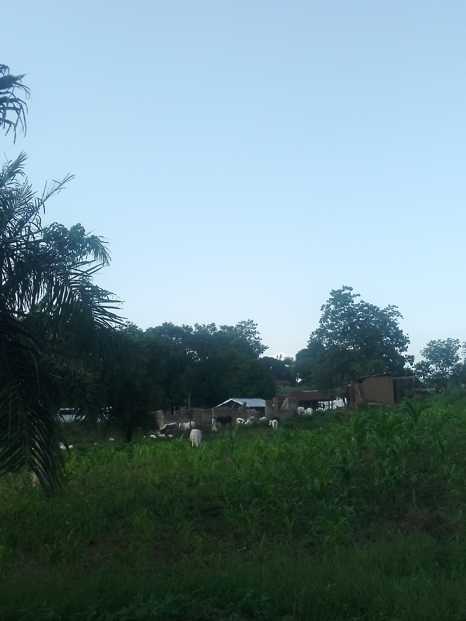 This media file depicts a rural scene in Serti, Nigeria, likely during the early morning or late evening, given the soft, diffused light and clear sky. The foreground is dominated by lush, green vegetation, possibly a crop field with tall stalks.
In the middle ground, a herd of white animals, likely sheep or goats, graze on a grassy hill. Behind the animals, several simple structures are visible, including a building with a corrugated metal roof and other mud-brick constructions, suggesting a small settlement or farmstead. Trees of various sizes, including a prominent palm tree on the left, frame the scene and indicate a tropical or subtropical environment. A person, possibly a herder, is partially visible among the animals, dressed in a dark outfit. The overall mood is peaceful and serene, characteristic of a rural landscape at dawn or dusk. No visible text is present in the image.