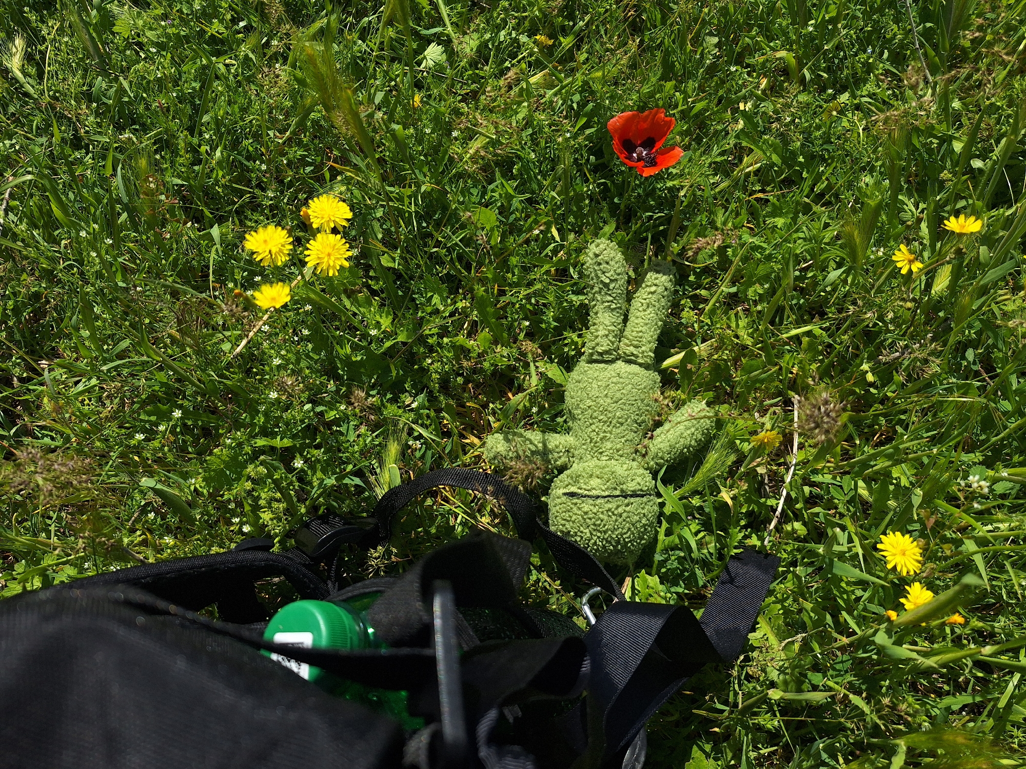 The image shows a patch of green grass with dandelions and a single red poppy. A green stuffed rabbit toy lies on the grass near the poppy. Part of a black backpack with straps and a green water bottle inside is visible in the foreground. The location is unknown. The city of Tlik, Armenia cannot be determined from the image.