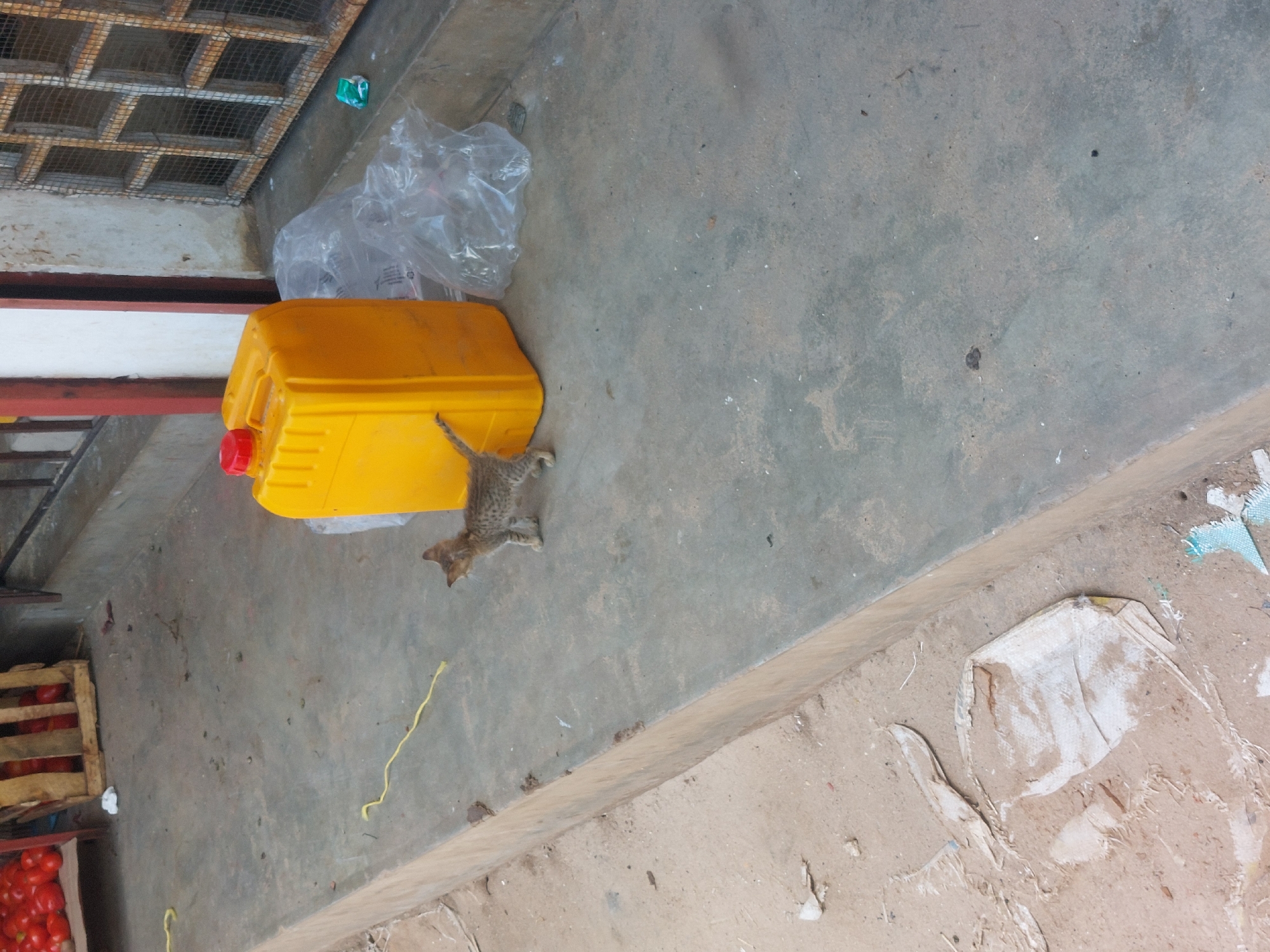 Observed from an elevated perspective, the image depicts a concrete surface, likely a sidewalk or outdoor flooring, in what is suggested to be Dar es-Salaam, Tanzania, based on provided context. A yellow plastic container with a red cap rests on the concrete, adjacent to a plastic bag containing unidentifiable items. A small, gray tabby kitten lies next to the container. Nearby, a wooden crate filled with red tomatoes is visible. The overall setting implies a roadside or market area.