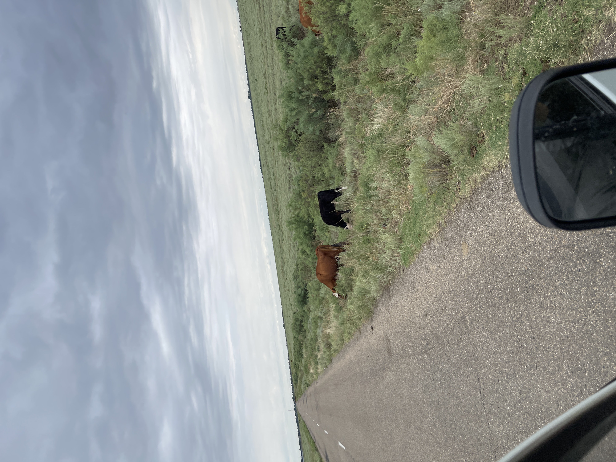 A wide-angle shot captures a rural scene with a paved road stretching into the distance on the left. A brown cow with white markings on its face and legs is grazing on lush green grass to the right of the road. Next to it, a black and white cow is also grazing. Further into the background, more cows can be seen scattered across the green, rolling landscape. The sky is overcast with heavy, gray clouds, suggesting a cloudy day. The environment is characterized by open fields and low-lying vegetation, typical of a pastoral setting. The image appears to be taken from a vehicle, as evidenced by a portion of a black side-view mirror in the foreground. There is no visible indication of the specific location within the city of Zaterechny, Russia.
