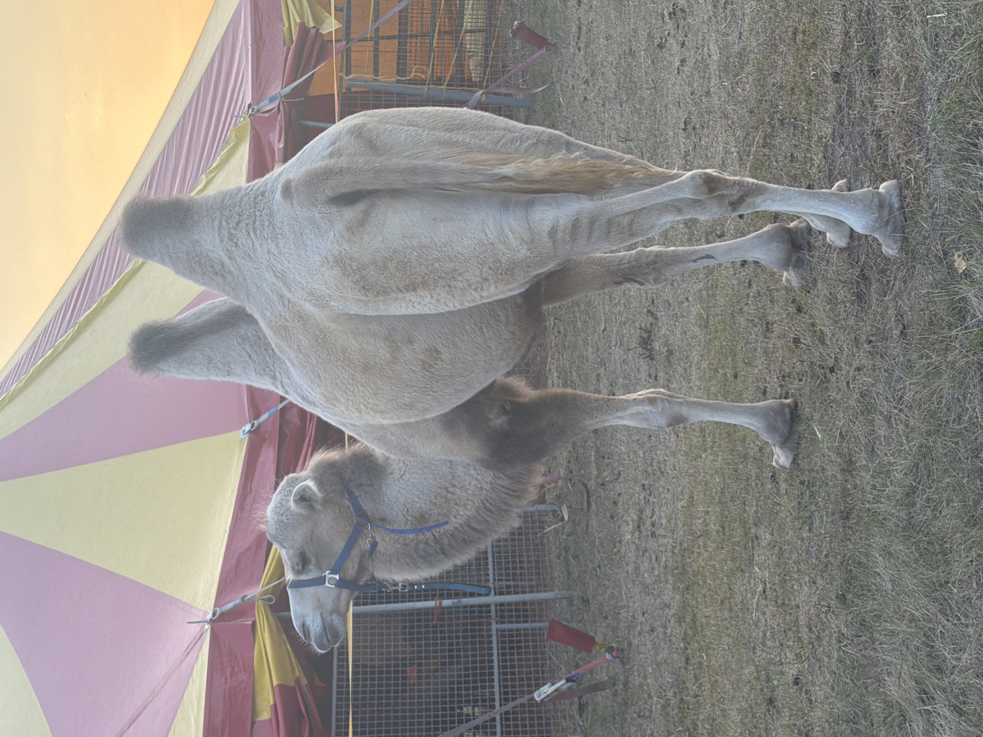 A two-humped camel stands in a grassy enclosure in front of a striped circus tent. The camel is facing left, with its head turned slightly to the left. It has a blue halter around its neck. The tent is red and yellow striped. The ground is covered in dry grass and dirt. In the background, there is a metal fence and some red and white poles. The sky is a soft orange, indicating sunset.