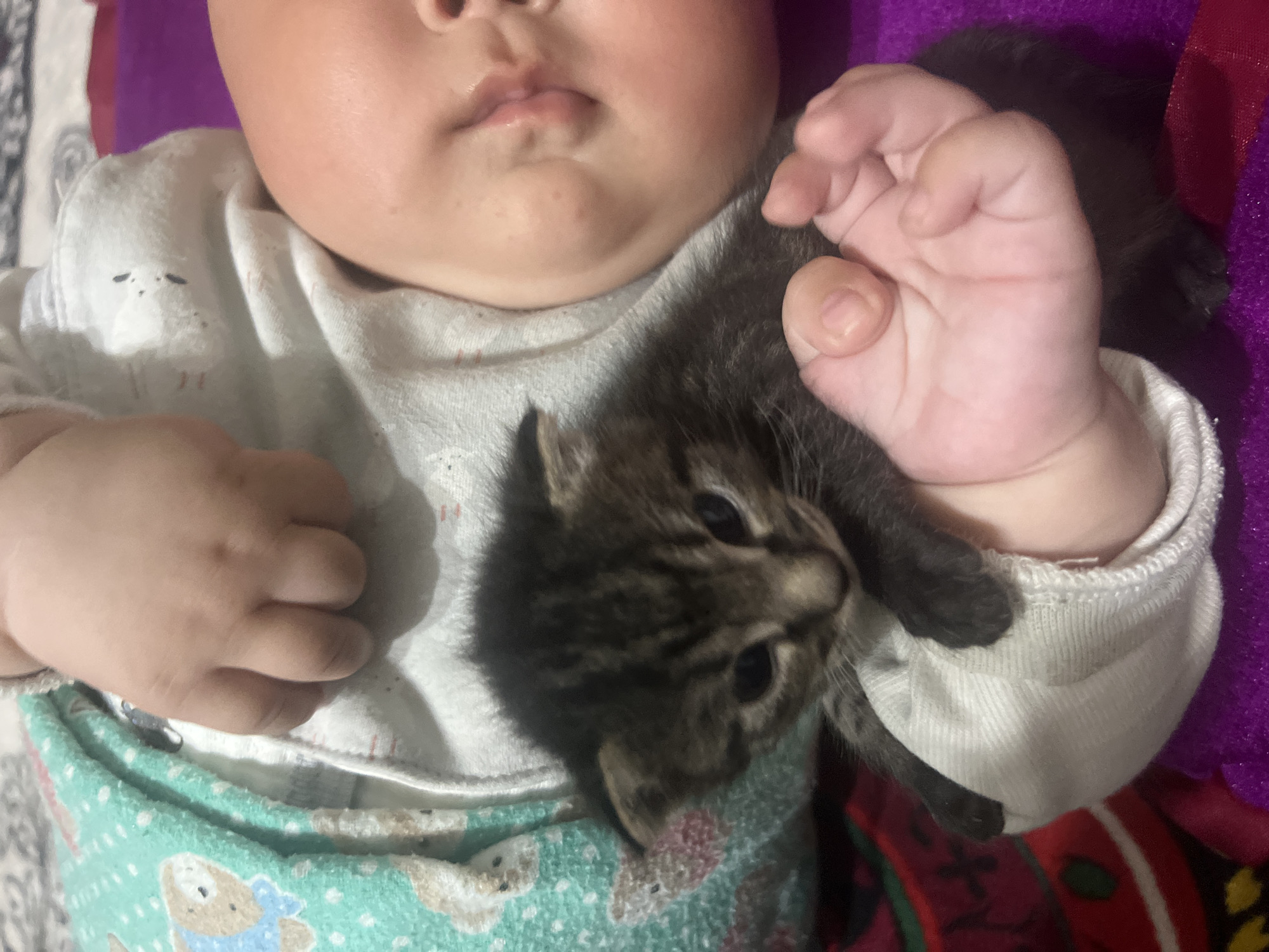 A close-up, overhead shot shows a baby and a kitten. The baby, whose face is visible on the right side of the frame, appears to be resting on its side, with its mouth slightly open. A small, grey and black tabby kitten is held in the baby's left hand, which is cradled over the baby's chest. The kitten is looking down, with its head tilted slightly. The baby is wearing a white onesie with a pattern of small brown dots and red lines. The kitten is wrapped in a white sock. A teal and white patterned blanket with images of animals is to the left of the baby's hand. The scene is set against a purple and red patterned fabric. The image does not provide any information about the location in the city of Kotormo, Kyrgyzstan.