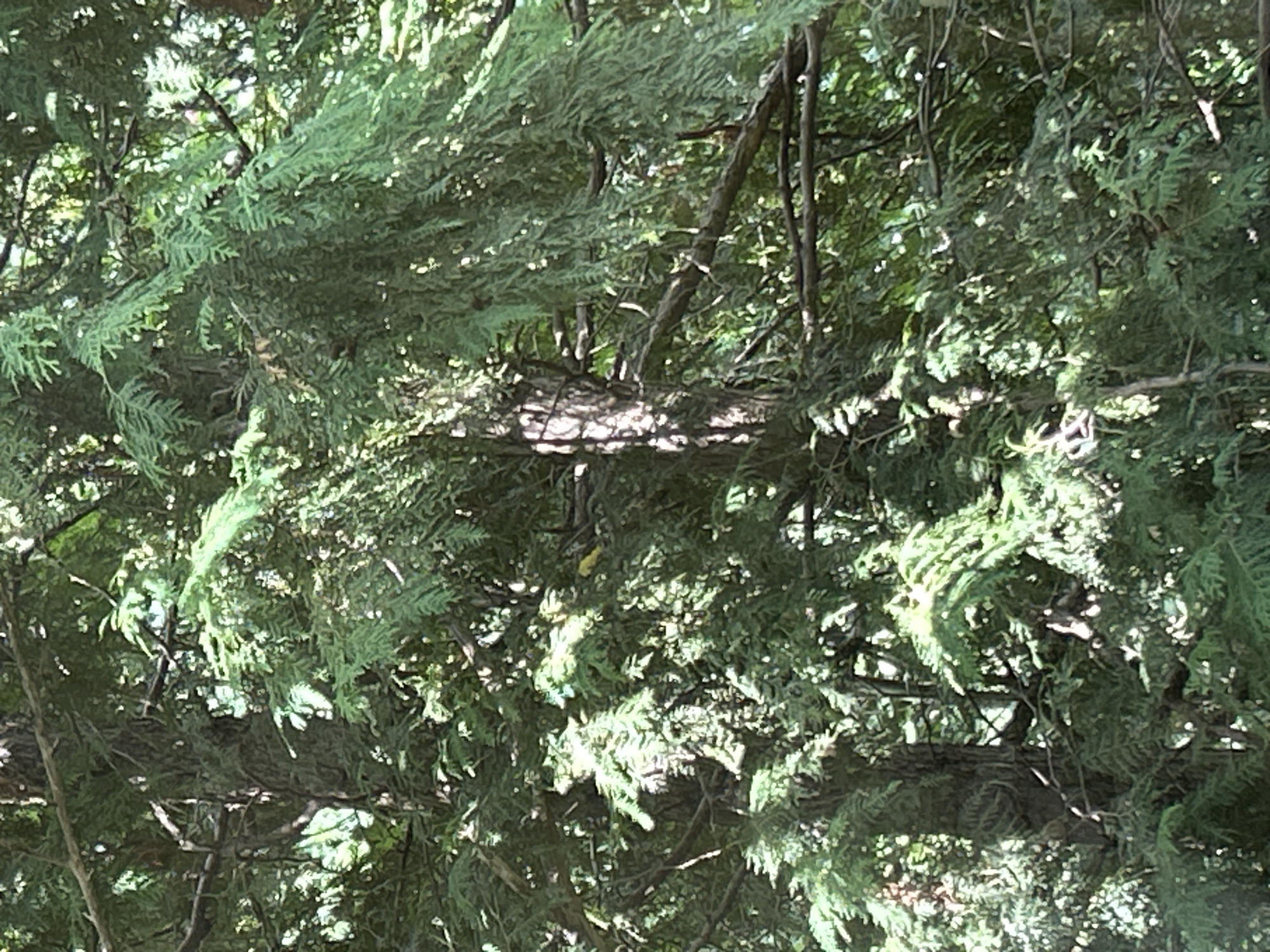 A photograph captures a dense canopy of evergreen trees, likely cedar or cypress, with intricate branches and feathery foliage. Sunlight filters through the leaves, creating dappled patterns of light and shadow. The overall impression is one of natural abundance and shaded seclusion. There are no visible people or man-made objects in the frame, suggesting a natural setting. The context provided indicates this scene is located within the city of Zelenograd, Russia, implying it is likely a park, a residential backyard with mature trees, or a natural green space within the urban environment.