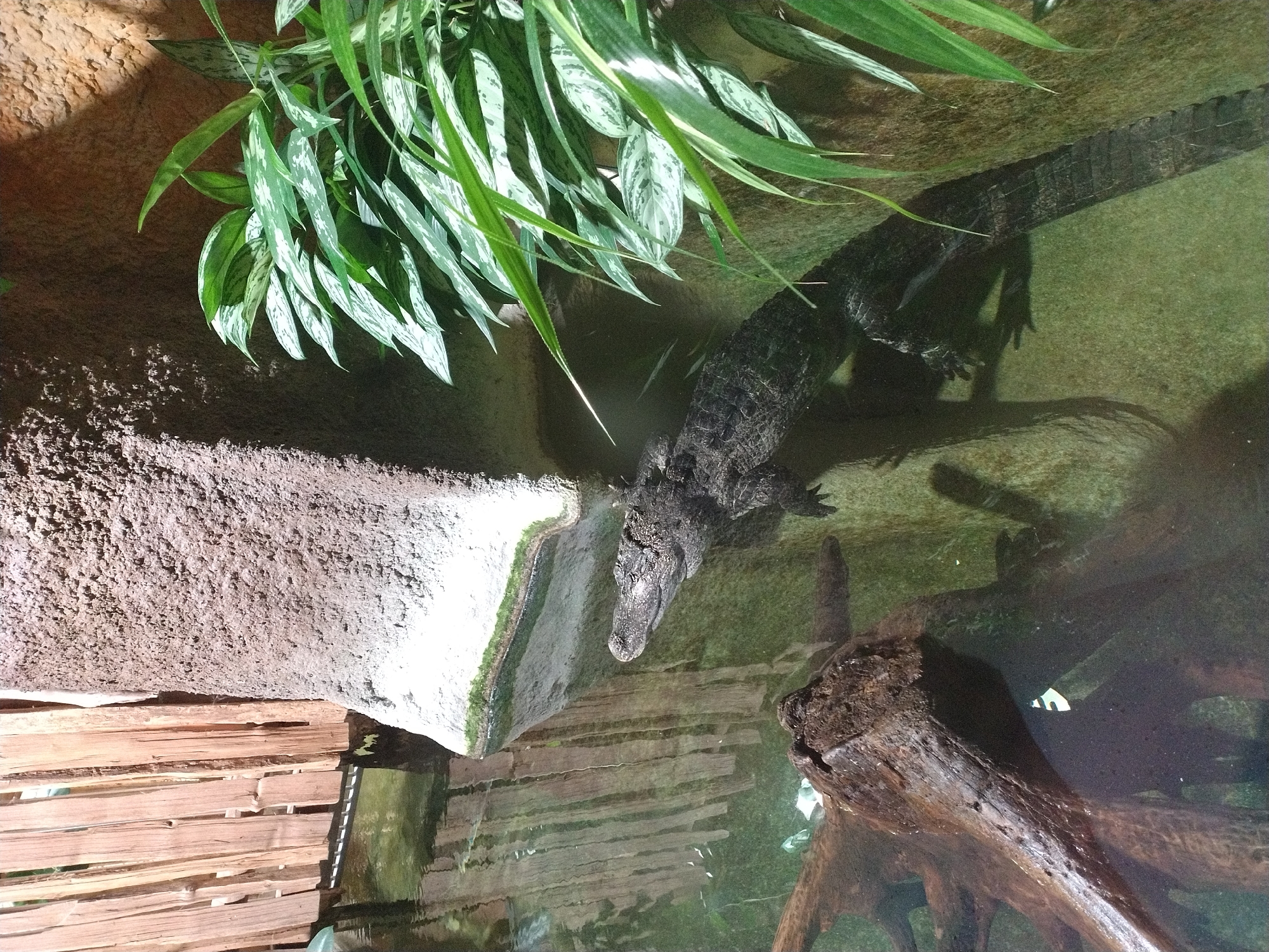 The image depicts an alligator partially submerged in murky green water within an exhibit. The alligator's head, back, and tail are visible. To the left, a wooden fence-like structure is submerged in the water, with its reflection visible on the surface. To the right of the alligator, a large rock formation with a textured surface is present, and lush green plants with variegated leaves grow near its top. In the foreground, a large, submerged piece of driftwood adds to the naturalistic environment. The lighting suggests an indoor setting, possibly a zoo or aquarium. The scene is located within the Jihlava Zoo in Jihlava, Czechia.