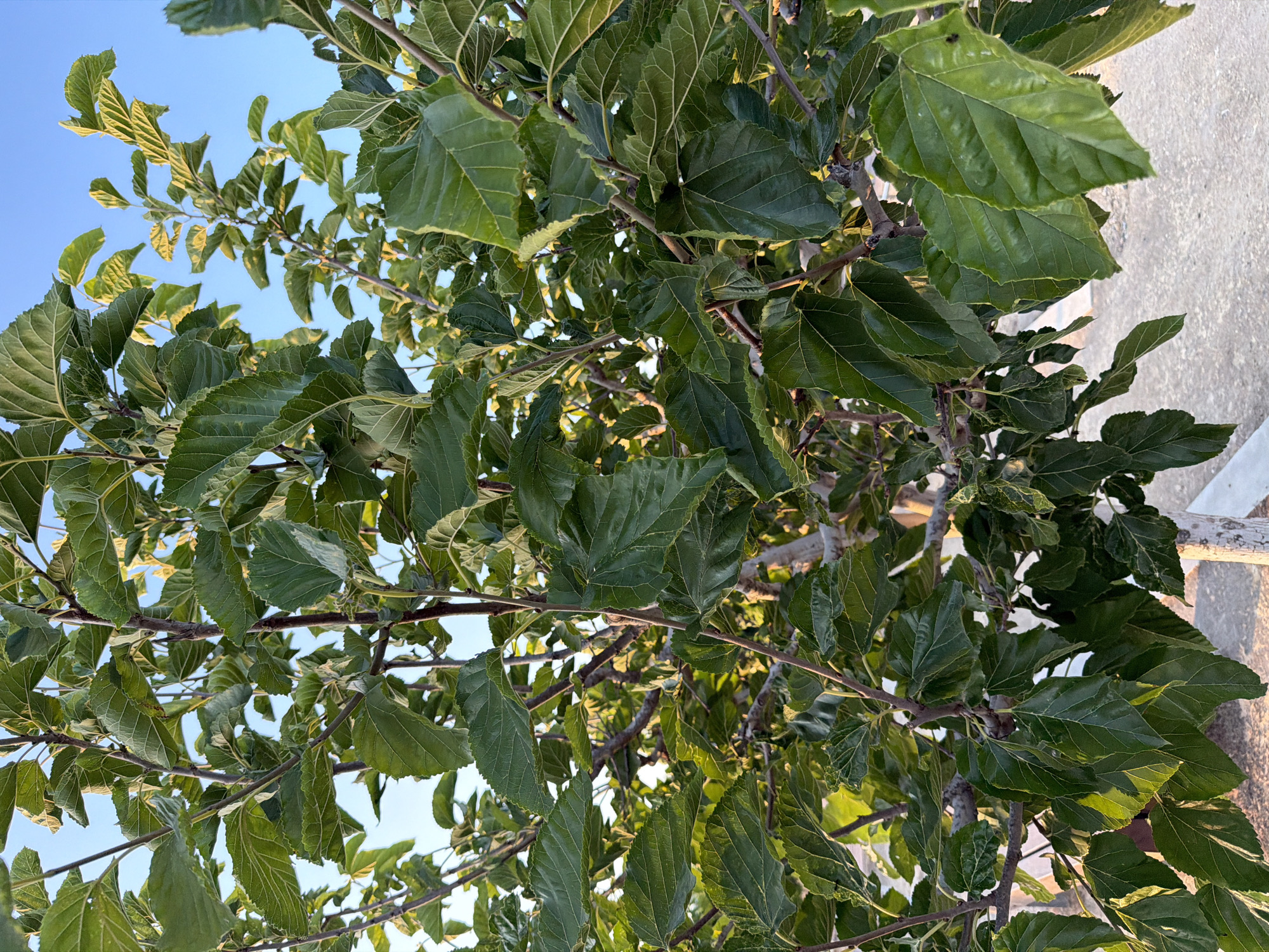 This media file depicts a close-up view of the branches and lush green leaves of a tree, set against a clear, light blue sky. The leaves are broad and textured, with visible veins, and appear to be in good health. Some leaves are catching the sunlight, creating highlights and adding depth to the foliage. The branches are dark and woody, crisscrossing through the frame and supporting the dense canopy of leaves.
In the background, to the right of the tree, a light-colored, textured surface is visible, possibly a wall or pavement, with a hint of sunlight hitting it. The overall impression is of a natural, outdoor scene.
The lighting suggests it is daytime, likely late afternoon or early morning, given the warm quality of the light hitting some of the leaves. There are no people or animals visible in the frame. The setting appears to be a garden or a residential area, possibly in a warm climate like Cyprus, as suggested by the context. There is no visible text in the image. The focus is entirely on the intricate details of the tree's foliage and branches.