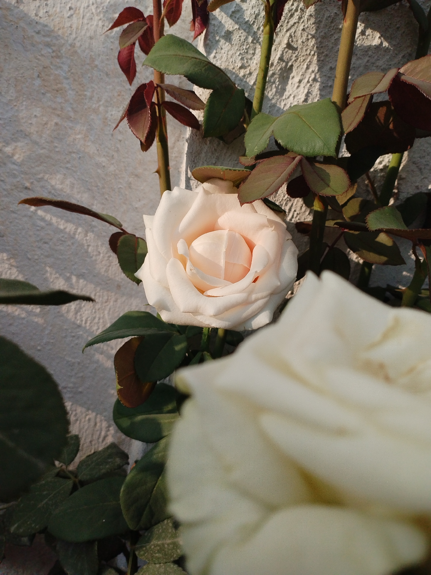 A close-up shot focuses on a pale pink rose in bloom, set against a textured, off-white wall. The rose's petals are delicately layered, with subtle variations in hue from creamy white to a soft blush pink towards the center. Several dark green leaves with reddish-brown edges surround the rose, some unfurling and others in shadow. The rose is attached to a thorny stem, a portion of which is visible. In the foreground, slightly out of focus, is another pale bloom, its petals creating a soft blur of color and texture. The lighting suggests it is daytime, with distinct shadows cast on the wall behind the roses, indicating a single light source. The overall scene is natural and serene, suggesting a garden or an outdoor setting. There are no people or animals visible in the image. The image does not contain any specific landmarks or elements that would definitively place it in Kyzyl-Kyya, Kyrgyzstan.
