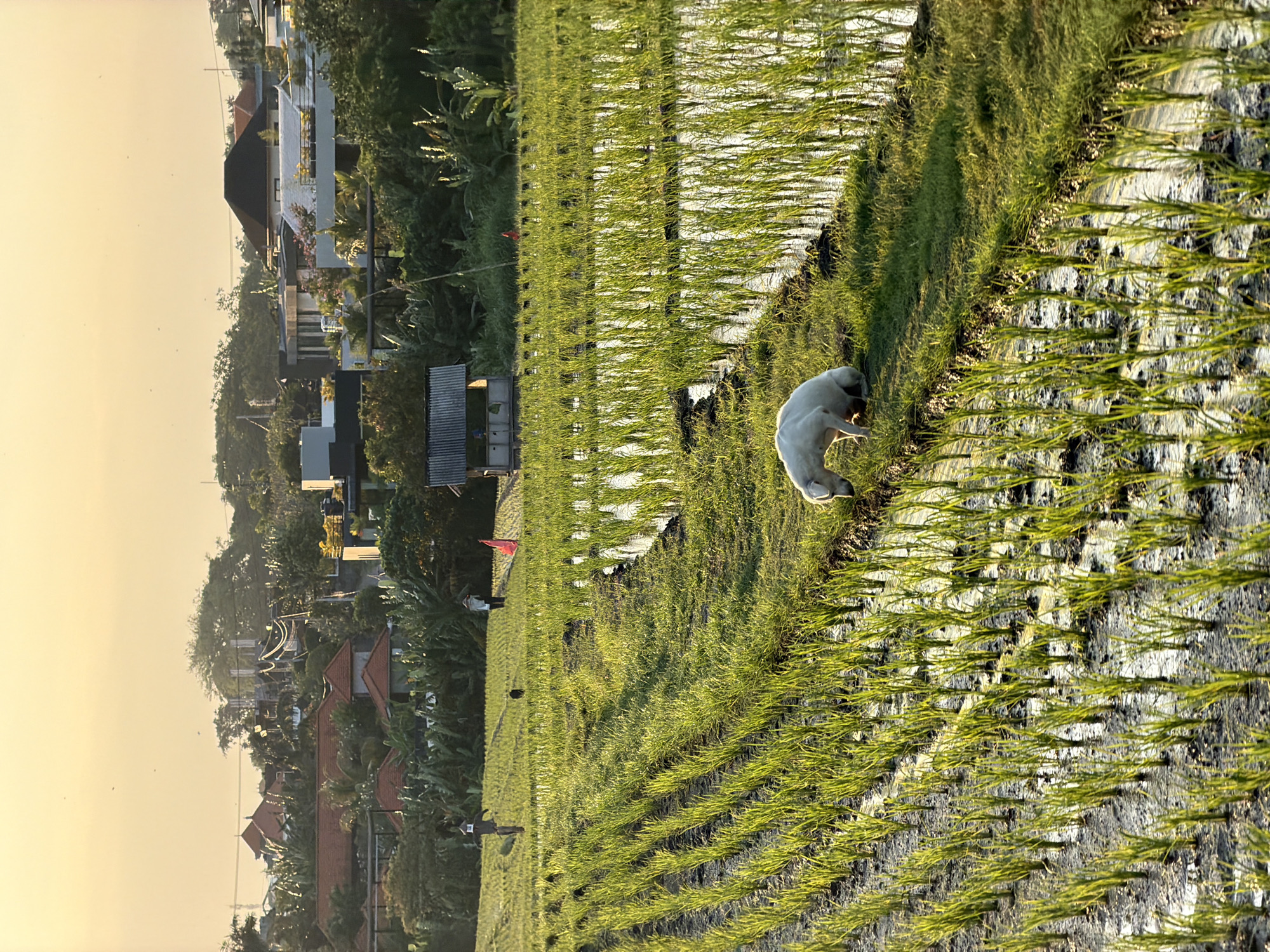 This image, located in North Kuta, Indonesia, depicts a sunlit rural landscape comprising extensive rice paddies in the foreground and midground, with residential areas and dense tropical vegetation in the background. The sky is a clear, light golden-yellow, indicative of either sunrise or sunset.
In the foreground and midground, numerous rows of young, vibrant green rice shoots are planted in waterlogged, muddy fields. The water reflects the golden light, creating bright vertical reflections among the plants. Narrow, grassy earthen paths (dikes) divide sections of the rice paddies. A white dog is positioned on one of these grassy paths in the lower-right quadrant, with its head lowered, appearing to sniff or eat something. In the mid-ground, a small, open-sided wooden hut with a corrugated metal roof is situated among the rice fields, slightly to the right of the center. Two figures, resembling scarecrows or people, are visible standing in the rice fields further back: one in the left mid-ground with dark clothing and a light head covering, and another to its right wearing a hat. A small dark animal is located between these two figures, and a red flag is planted in the field to the right of the second figure.
The background reveals a cluster of residential buildings with varied architectural styles, including traditional tiled roofs and modern structures, interspersed within lush tropical foliage, primarily dense trees and banana plants. Overhead utility wires are visible traversing the upper mid-ground above these structures.