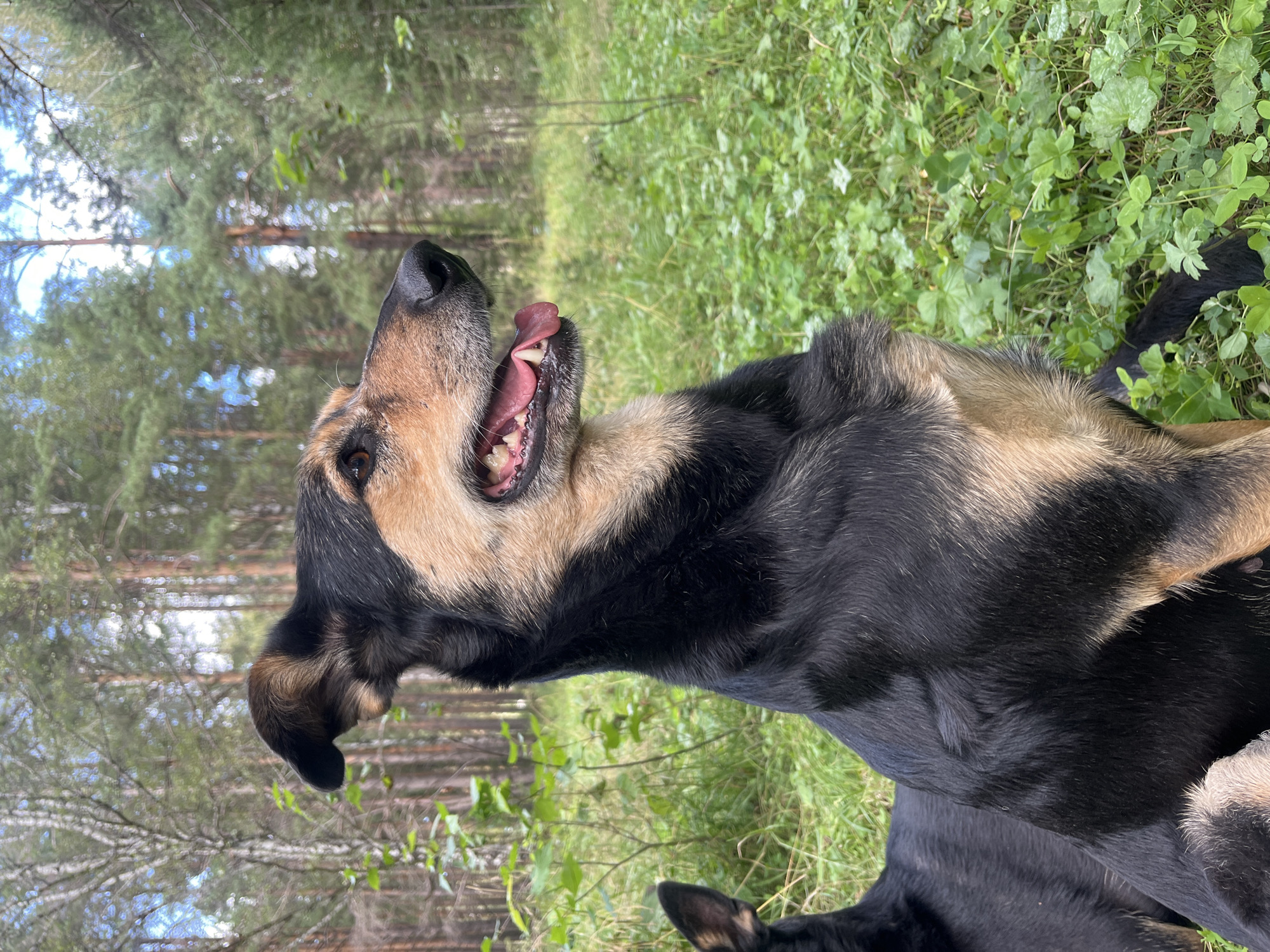 A medium shot shows a black and tan dog sitting in a grassy forest clearing, looking to the right with its mouth open and tongue slightly extended. The dog's fur is visible in detail, with light catching the edges of its black coat and highlighting the tan markings on its face and chest. The background consists of a dense forest with tall, slender trees, some with visible bark patterns. Sunlight filters through the canopy, creating a dappled effect on the green grass and undergrowth. In the foreground, to the left, the back of another dog is partially visible. The image appears to be taken outdoors on a sunny day. The location is not identifiable within the city of Nizhny Tagil, Russia, based solely on the visual information provided.