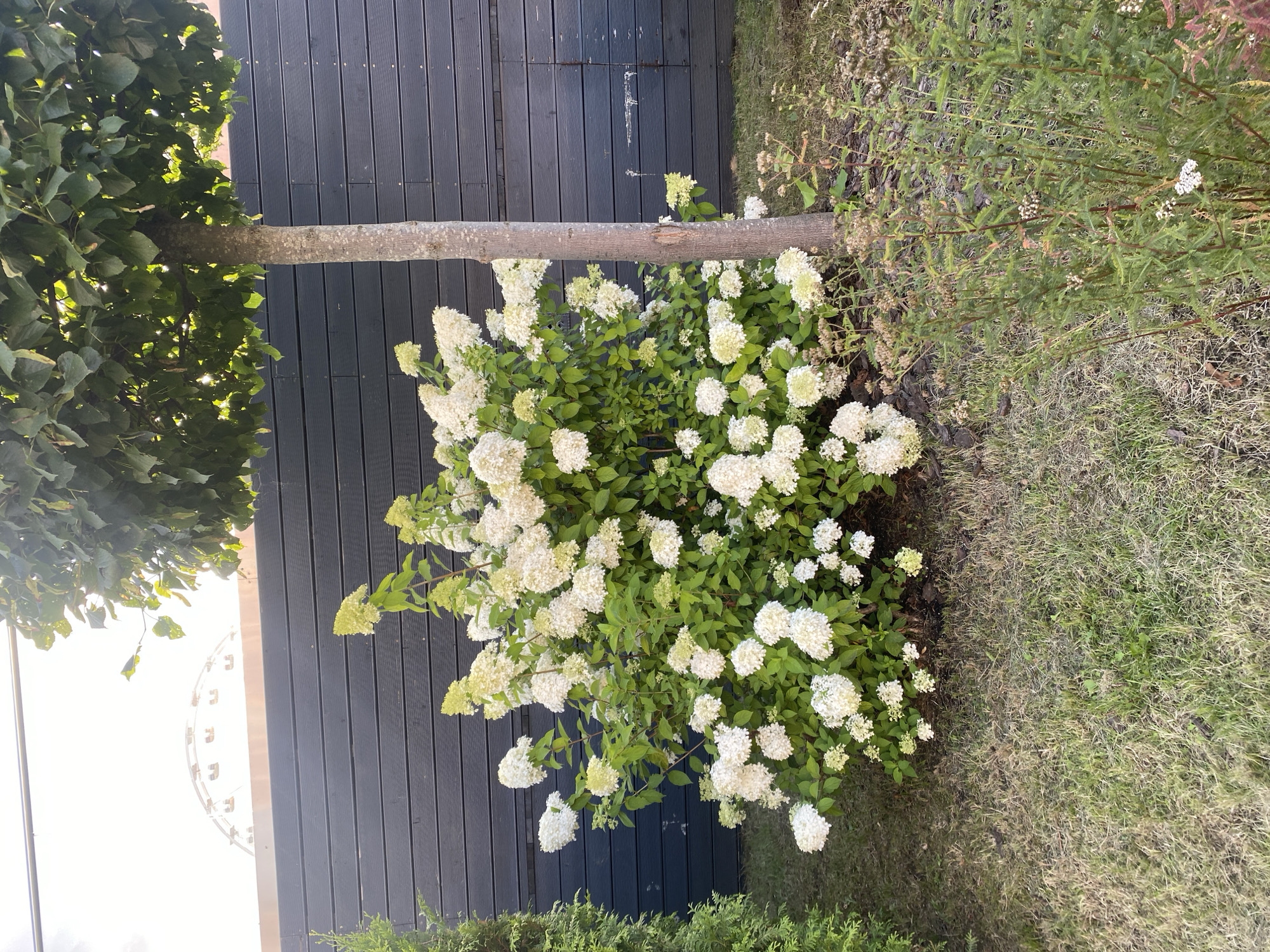 The image depicts an outdoor scene in Moscow, Russia. In the foreground, a lush hydrangea bush with numerous white blooms is prominently featured. To the right of the hydrangea, a young tree with a slender trunk stands tall, its branches extending upwards and casting shade. Behind the plants, a dark wooden fence runs horizontally, providing a backdrop to the garden. In the upper portion of the image, a Ferris wheel is visible against a bright sky, suggesting the presence of an amusement park or similar attraction nearby. The ground is covered with a mix of green grass and some dry patches. The overall setting appears to be a residential garden or park area.