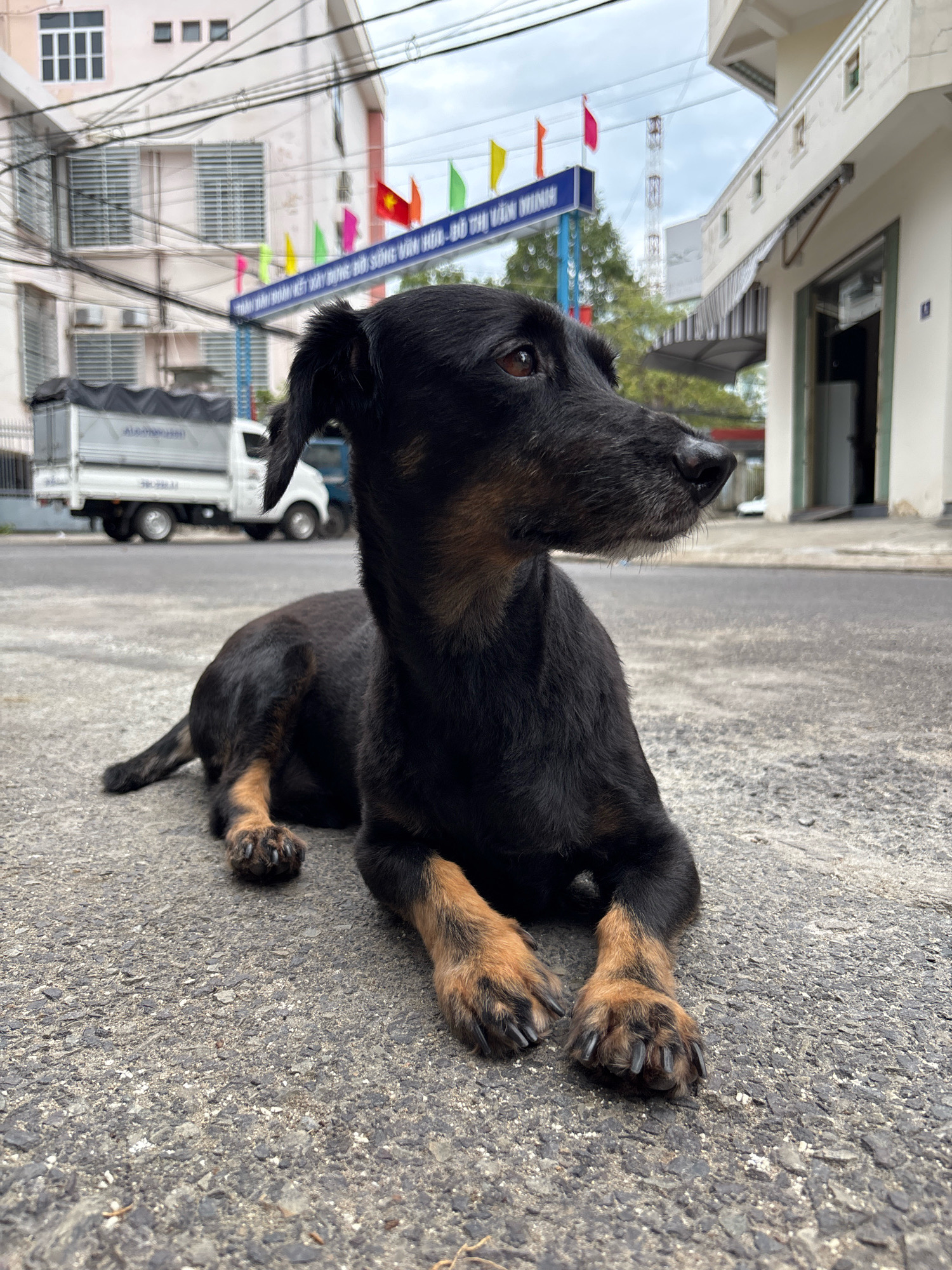 A black and tan medium-sized dog is lying down on an asphalt street in Nha Trang, Vietnam. The dog is positioned in the foreground, facing right, with its head turned slightly towards the viewer. Its fur is short and appears slightly wet. In the background, a white truck is parked on the left side of the street. A building with multiple windows and balconies is visible behind the truck. Overhead, a blue banner with Vietnamese text and colorful flags are strung across the street. The sky is overcast. The scene depicts a typical urban streetscape in Vietnam.