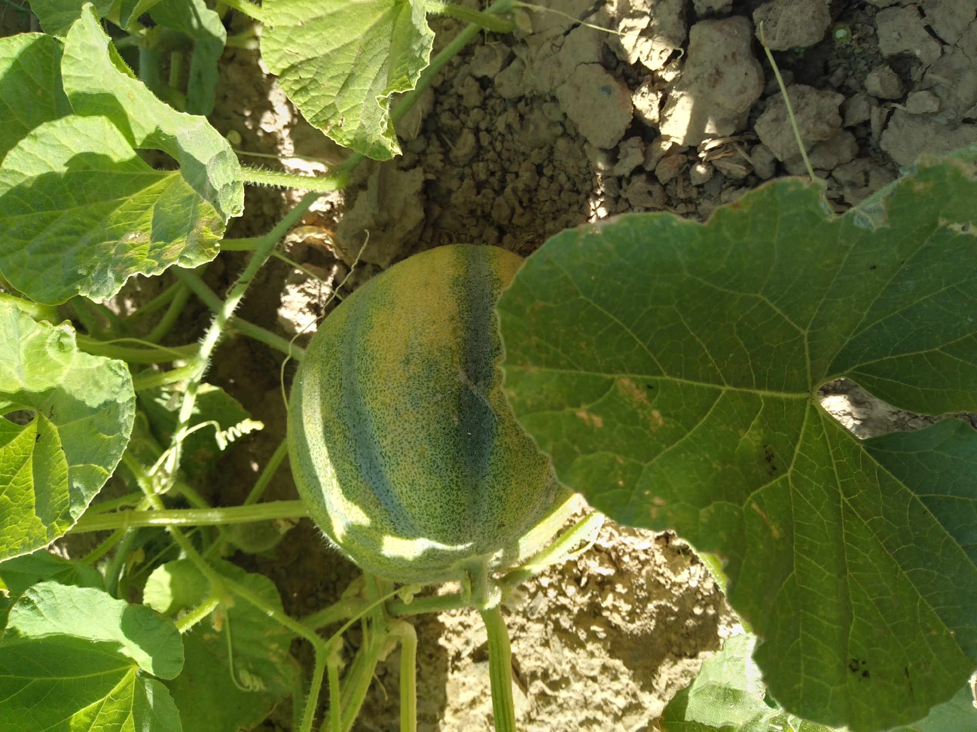 In Baki, Uzbekistan, an oblong, green and yellow melon is growing on a vine close to the ground. The melon is surrounded by large green leaves, some of which are partially obscuring it. The soil is dry and cracked, with small stones and debris scattered around. The scene is illuminated by natural sunlight, casting shadows on the melon and surrounding foliage.