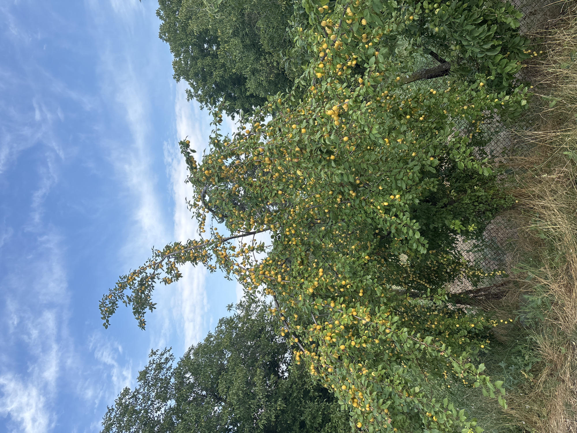 A plum tree, laden with ripe yellow fruit, stands prominently in the foreground. The tree is lush with green leaves, and its branches arch over a chain-link fence that runs along the bottom of the frame. Beyond the plum tree, the dense foliage of other trees forms a verdant backdrop against a bright blue sky dotted with wispy white clouds. The scene is set in the countryside near the city of Dimovo, Bulgaria, where the natural beauty of fruit-bearing trees is a common sight. The image captures a moment of abundance, showcasing the bounty of nature in a tranquil outdoor setting.