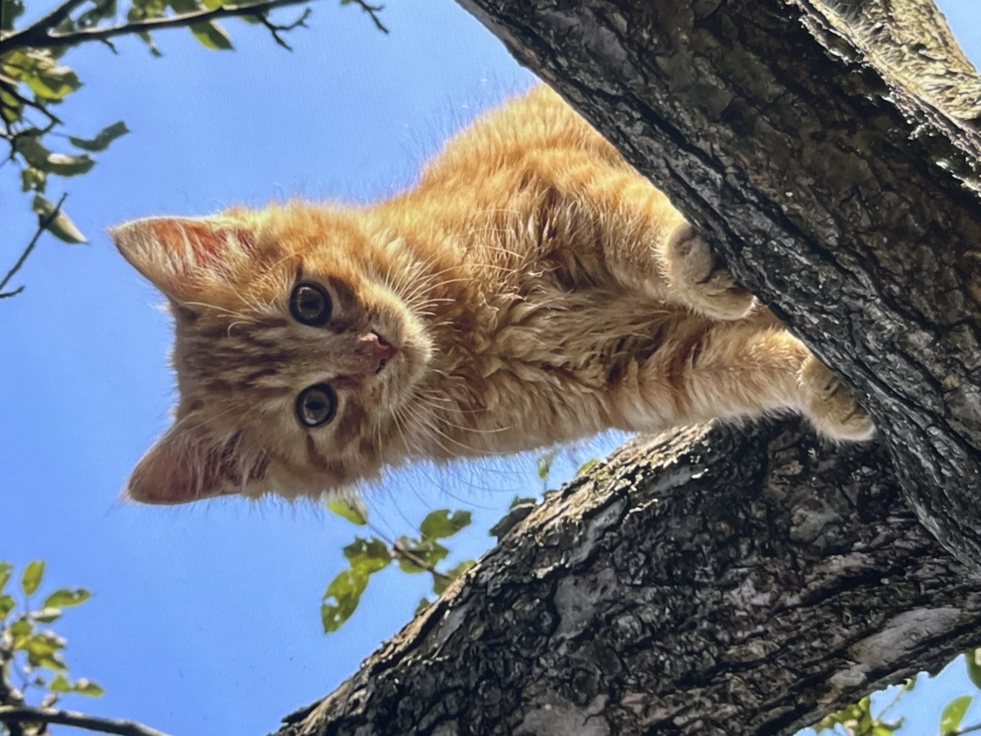An orange tabby kitten is perched on a tree branch against a clear blue sky. The kitten is looking directly at the camera with large, round eyes. Its fur is fluffy and a mix of orange and light brown stripes. The kitten's paws are resting on the bark of the tree, which is rough and textured. Green leaves are visible in the background, silhouetted against the sky. The image is taken from a low angle, looking up at the kitten.