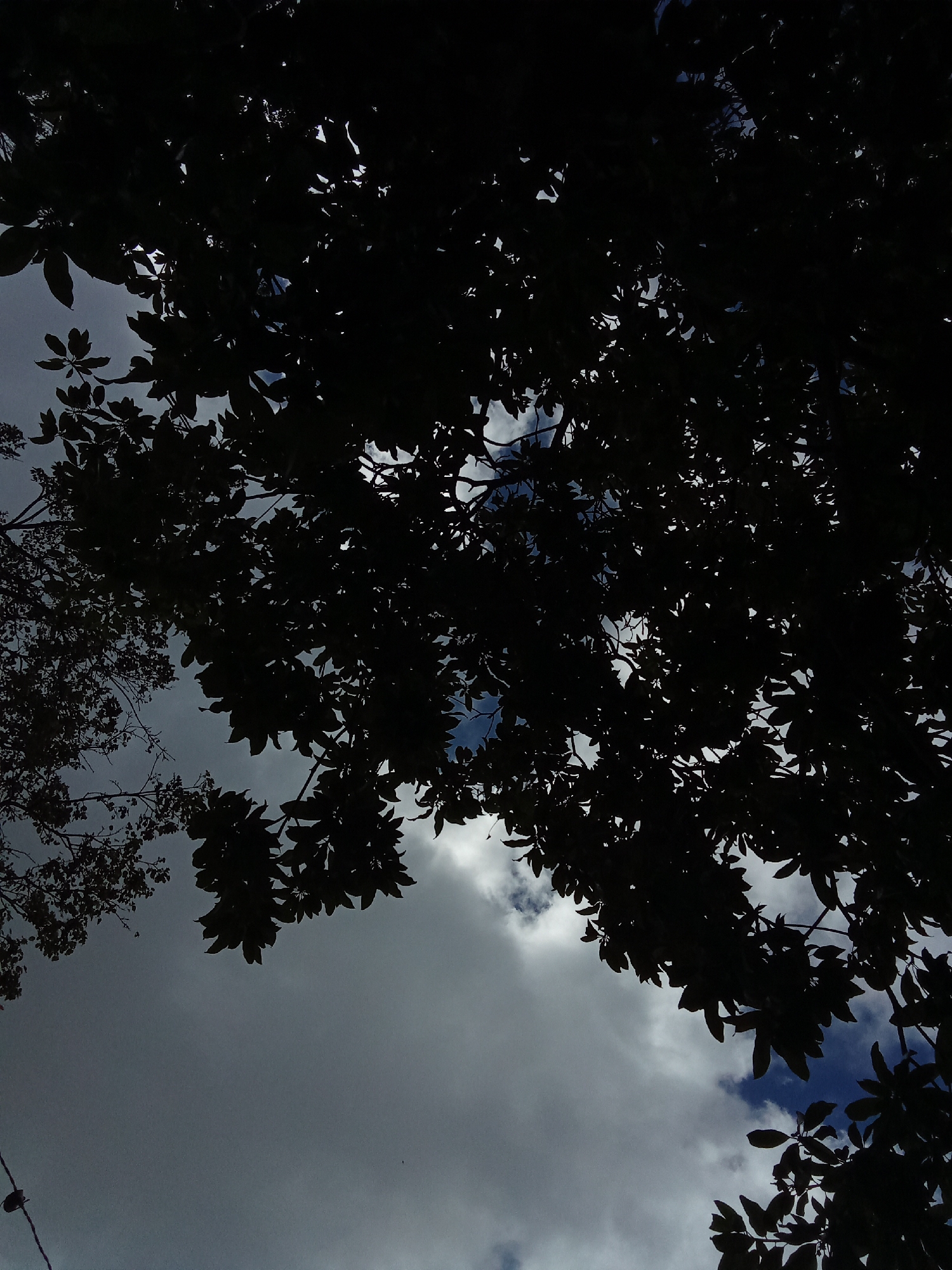 The image shows a view of the sky framed by the silhouettes of tree branches and leaves. Patches of blue sky are visible between the foliage. The sky is covered with gray clouds. A branch appears on the bottom left with some leaves, and another branch also on the left side. The image seems to be taken looking upwards through the trees.
I cannot determine the location specifically as Juan Griego, Venezuela, from the visual information provided. There are no people, subjects, or objects in the image to support the location.