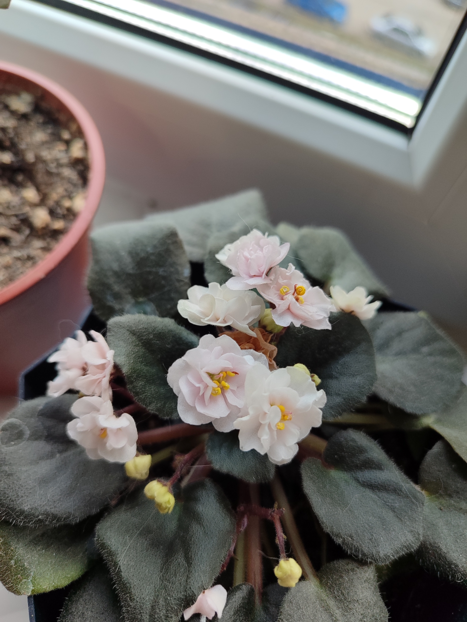 A potted African violet plant is the central subject of this close-up photograph, set indoors on a windowsill. The plant features numerous delicate, semi-double flowers in shades of light pink to white, each with prominent yellow stamens. Several smaller flower buds are also visible. Its characteristic dark green, fuzzy leaves are arranged in a rosette pattern, some showing minor dust or texture variations.
To the left, a portion of another terracotta-colored pot filled with soil is visible, out of focus. The main plant sits in a dark-colored pot. In the background, a white window frame borders an outdoor scene that is out of focus. Through the window, blurry shapes of what appear to be buildings and vehicles can be discerned, suggesting an urban or suburban setting. The natural light filtering through the window indicates it is daytime, possibly an overcast day given the diffused light. No specific activity is depicted, and no text is visible. This scene captures a moment of domestic plant life in Izhevsk, Russia.