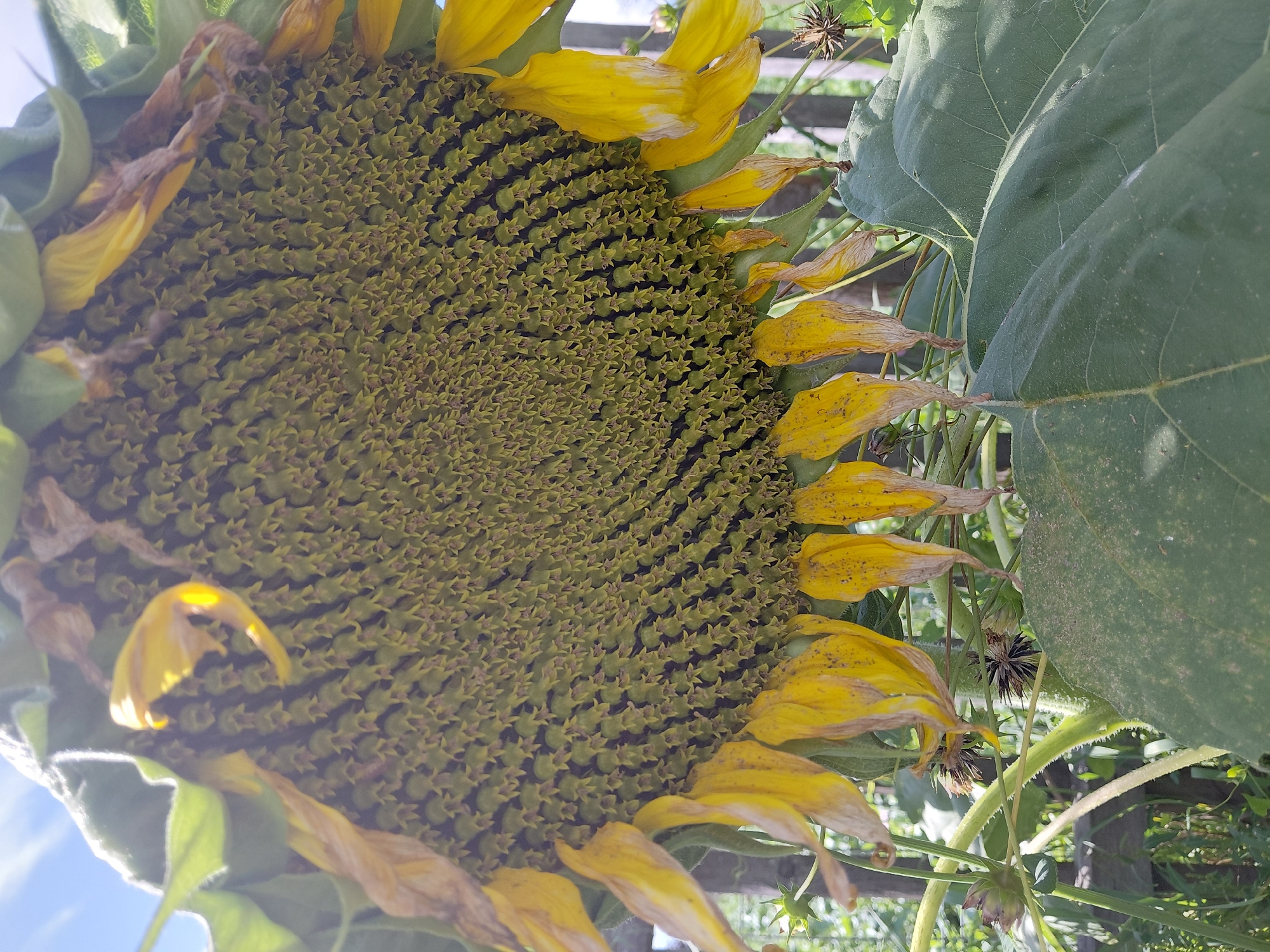 The image shows a close-up of a wilting sunflower head in Malinovka, Russia. The sunflower's petals are yellow and drooping, and the central disk is filled with developing seeds. The background shows a wooden fence and green foliage under a blue sky with some clouds. There are no people or animals visible in the image. The overall impression is one of a late summer or early autumn scene in a garden or natural setting.