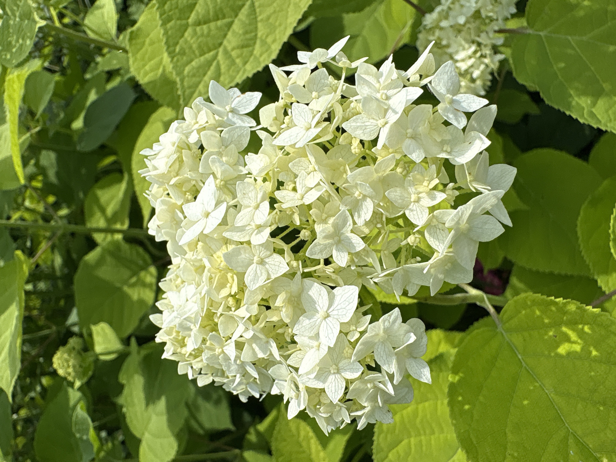 A close-up, eye-level shot showcases a cluster of white hydrangeas against a backdrop of vibrant green foliage. The hydrangeas, which dominate the center of the frame, are composed of numerous small, delicate flowers, some with visible veins. The surrounding leaves are large and textured, with dappled sunlight illuminating portions of them. The overall impression is one of lush, natural growth. The image does not contain any people or any elements that would suggest a specific urban or rural location, nor does it provide information about the city of Dubrovino, Russia.