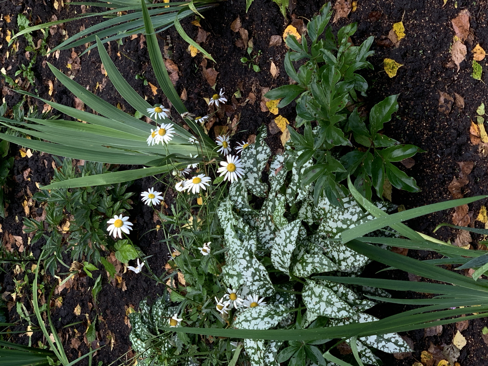 The image depicts a close-up view of a garden bed, likely in a residential or public outdoor space in Prokopyevsk, Russia. The ground is covered in dark, moist soil with scattered fallen leaves in various shades of brown and yellow, suggesting an autumn setting. Several plants are visible, including:
* **Daisies:** Several white daisies with yellow centers are in bloom, scattered throughout the bed. Some have full petals, while others appear slightly wilted or have fallen petals.
* **Foliage Plants:** A prominent plant with broad, dark green leaves mottled with silvery-white spots is centrally located. To the right and foreground, there are plants with large, deep green, lobed leaves. Tall, sword-shaped green leaves, possibly from an iris or similar plant, rise from the background and to the right.
* **Other Greenery:** Thinner, grass-like green foliage is also present, interspersed with the other plants.
The scene is natural and appears to be undisturbed. There are no people or animals visible in the image. The lighting suggests it is daytime, with diffused light that highlights the textures and colors of the plants and soil. The overall impression is one of a well-maintained garden in the process of transitioning into autumn.