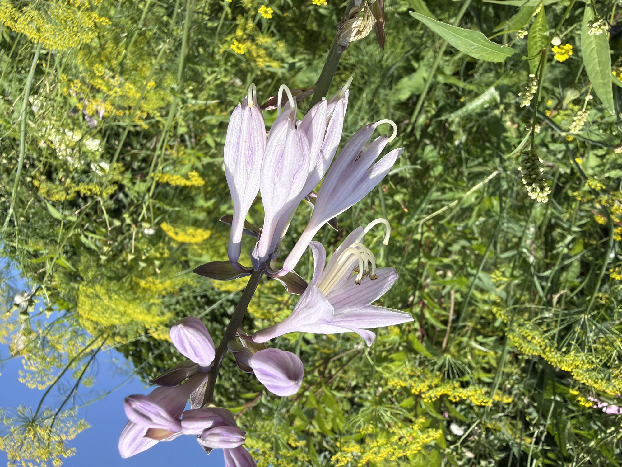 A low-angle, close-up shot captures a flowering plant with pale purple, bell-shaped blossoms and buds against a backdrop of lush green foliage and small yellow flowers. The plant is in focus, with its delicate petals and stamen clearly visible. The background, slightly out of focus, creates a soft bokeh effect, highlighting the foreground subject. The overall impression is one of natural beauty and tranquility. The scene is set in Gribki, Russia.