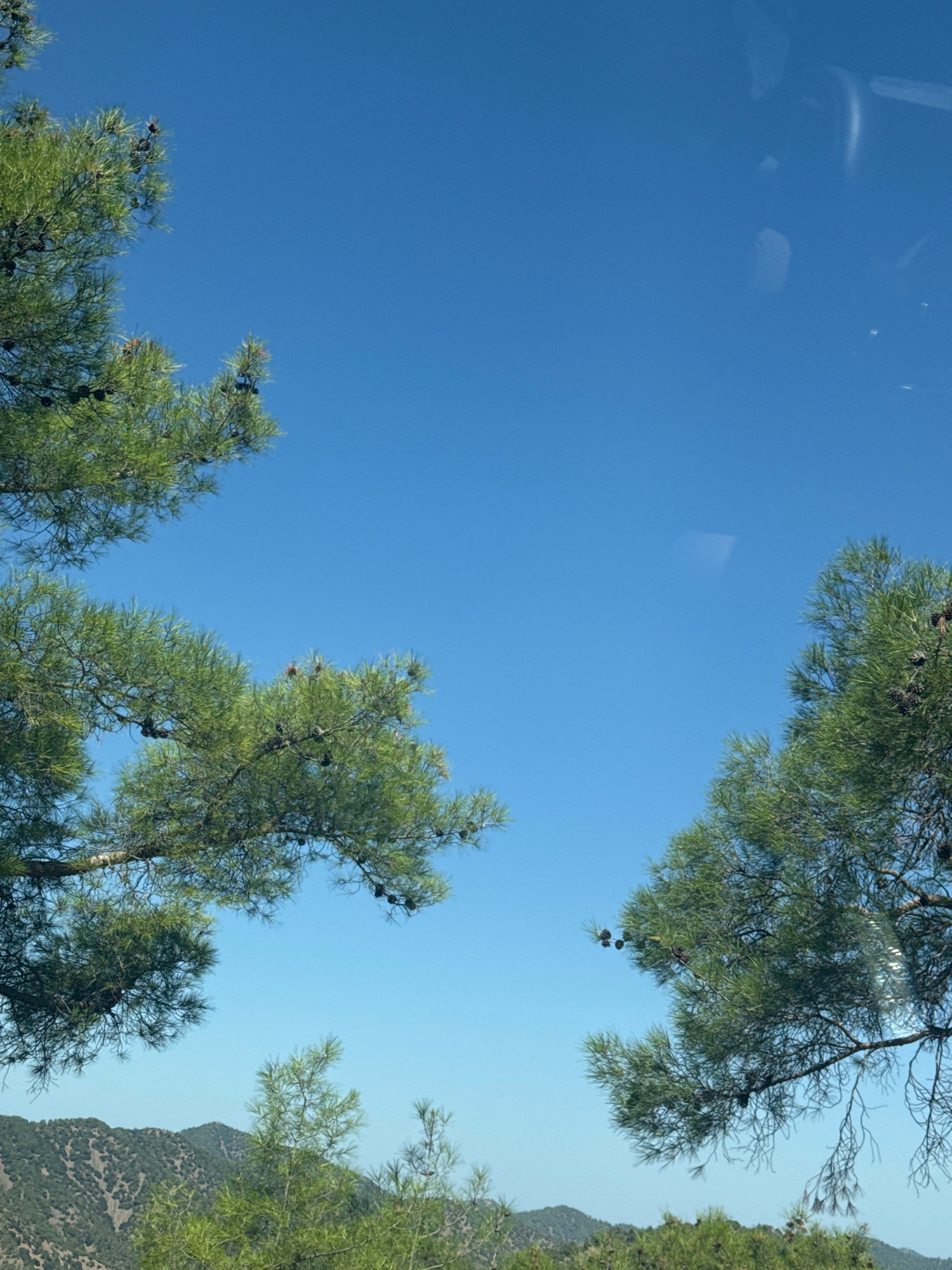 In Gerakies, Cyprus, under a clear blue sky, pine trees with visible cones are prominent. The trees are positioned in the foreground, with their branches extending across the frame. In the background, rolling hills covered in vegetation are visible, suggesting a natural, possibly mountainous landscape. The scene appears to be a daytime outdoor setting, with the bright sky indicating good weather conditions. There are no people or animals present. The image seems to capture a view from a slightly elevated perspective.