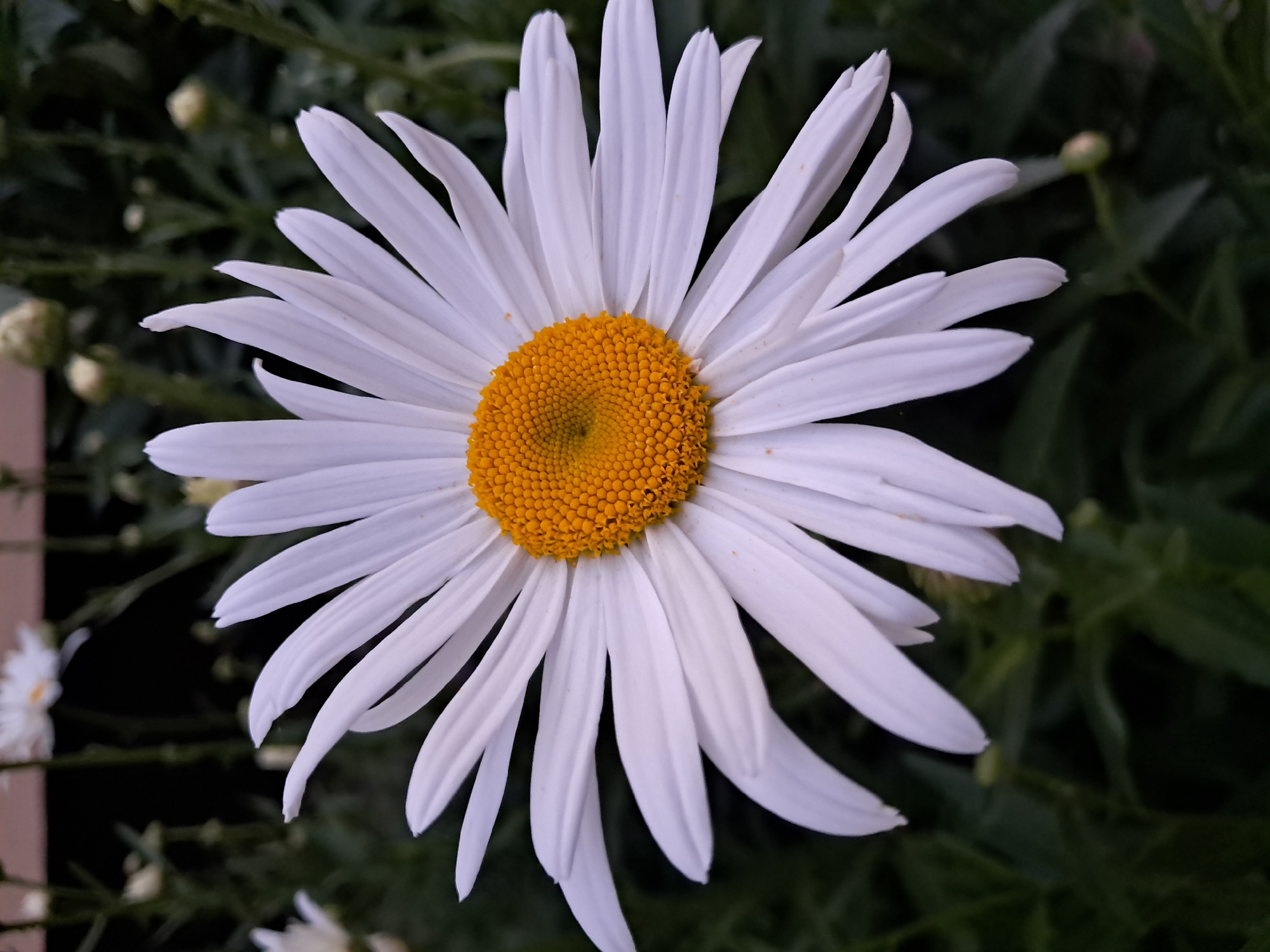 A close-up, vertical, medium shot captures a single, white daisy with a bright yellow center set against a dark, out-of-focus background of green foliage. The daisy's petals are elongated and pointed, radiating outwards from the central disk. The yellow center is composed of numerous small florets arranged in a tight spiral pattern. The lighting highlights the texture and delicate curves of the petals, while the dark background emphasizes the flower's form and color. No people are present in the image. The location is Unknown, Unknown.
