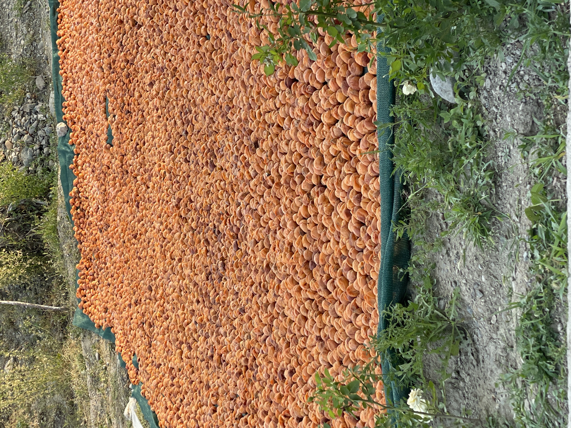 A large number of dried apricots are spread out on a green tarp on a dirt surface. The apricots are orange and shriveled, indicating they have been dried. The tarp is laid out in a field with some sparse vegetation and rocks in the background. There are also some plants and a white flower in the foreground. The scene appears to be a rural outdoor setting, possibly in a village or farm. The location is described as Ак-Сай, Kyrgyzstan.