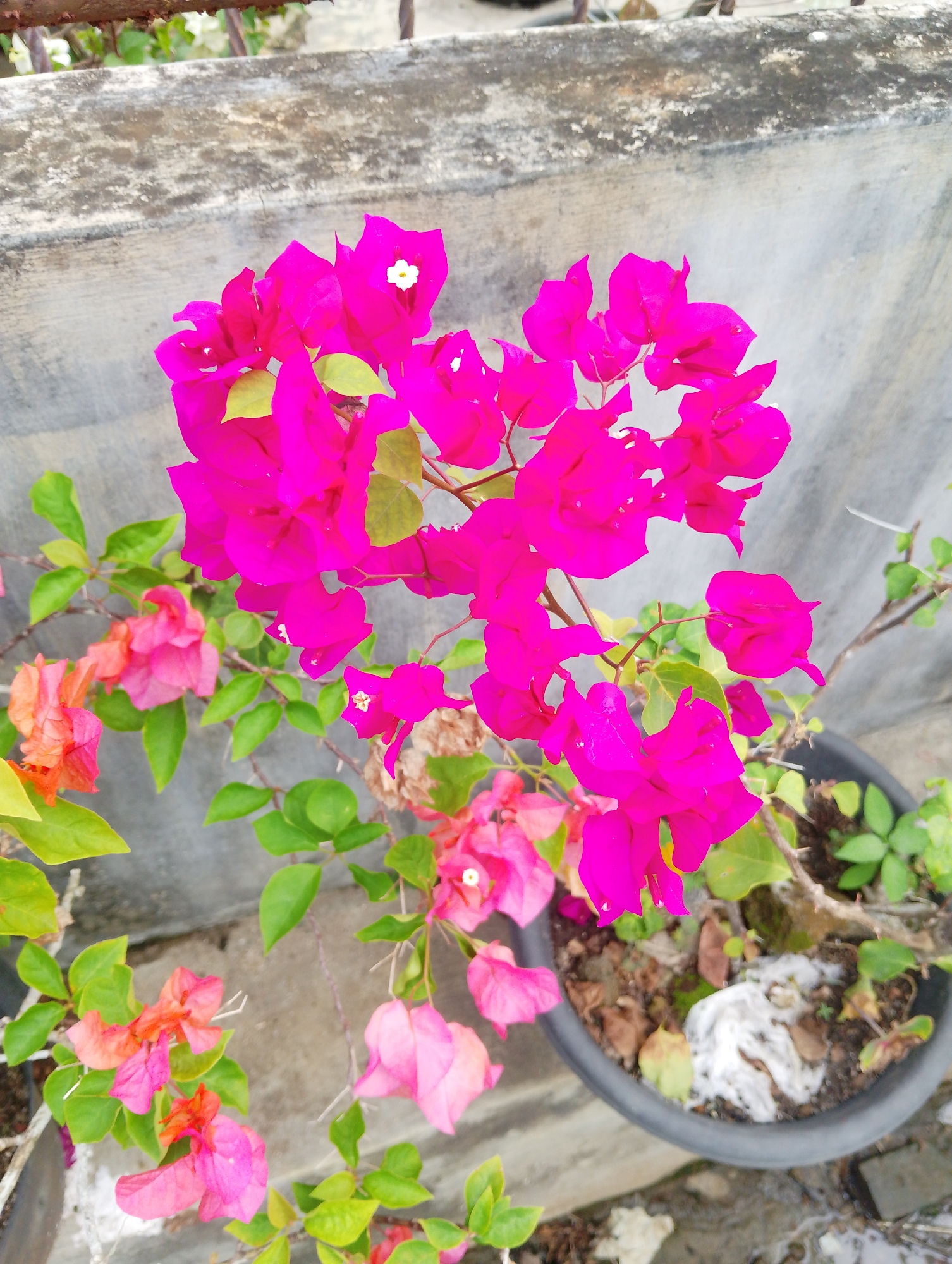 A close-up, eye-level shot captures a cluster of vibrant pink bougainvillea flowers in a garden setting, likely in Naga Jaya 1, Indonesia. The flowers, with their delicate, papery petals and small white centers, are the main focus. They are complemented by lush green leaves and thorny stems, indicating a healthy plant.

The bougainvillea is potted in a dark grey planter, which is filled with soil and some dry leaves. The planter sits on a rough, grey concrete surface, possibly a walkway or patio. Behind the flowers, a weathered grey concrete wall with a slight texture runs horizontally across the frame, adding a neutral backdrop to the vivid flora. A rusted metal railing is partially visible at the top of the image, suggesting it's part of a fence or garden boundary. The lighting is bright, indicating it is daytime. The scene is static and peaceful, with no people or animals present. The overall impression is one of natural beauty within a simple, possibly urban, garden environment.