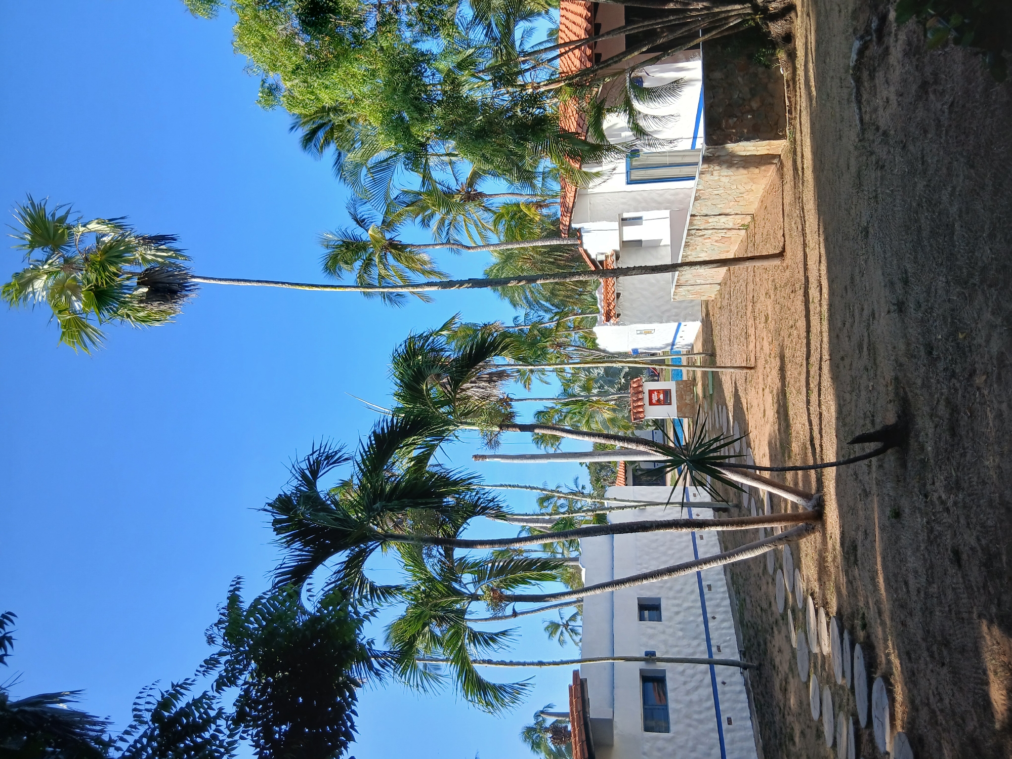 The image depicts a tropical scene in Playa El Agua, Venezuela. A row of tall palm trees with slender trunks extends upward toward a clear blue sky. Behind the palm trees are white, multi-story buildings with red-tiled roofs and blue trim. A grassy, sandy ground area lies in the foreground, with what appears to be a stone-laid path along the right side. There are no visible people in the frame. A sign is seen near the palm trees along with the houses. The environment appears to be a bright, sunny day.