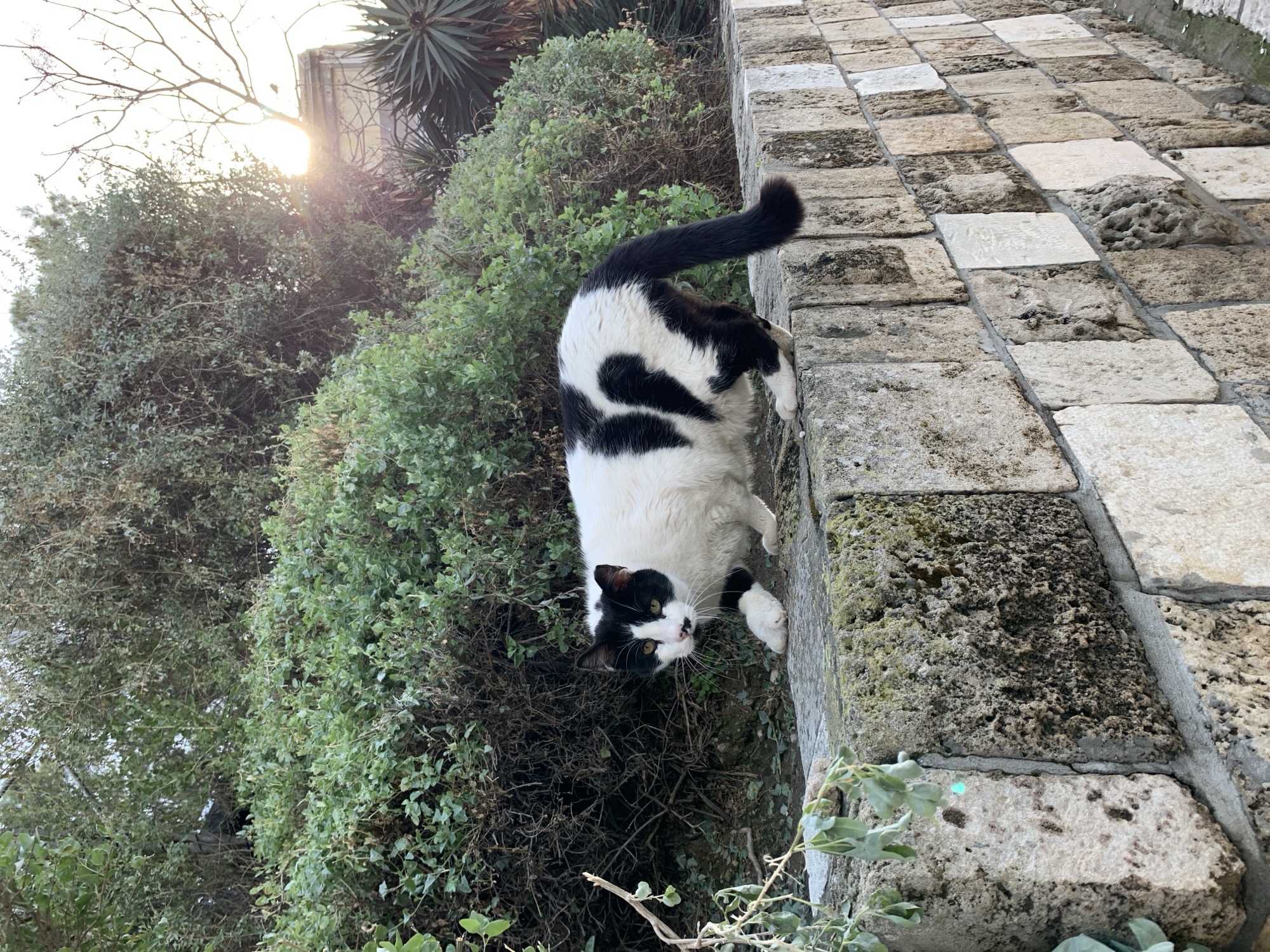 A black and white domestic cat is captured walking on a weathered stone wall in Tel-Aviv, Israel. The cat, with a predominantly white body and irregular black patches on its back and sides, features a black head, a white muzzle with a small black spot below its left nostril, and prominent yellowish-green eyes. Its tail is solid black. The cat is in mid-stride, with its left front paw raised, and its head is turned, directly facing the camera. Behind the stone wall, which consists of various shades of light-colored, aged blocks exhibiting moss and lichen growth, a dense array of green shrubbery and taller trees is visible, ascending a slight incline. A light-colored building with a flat roof is partially discernible in the upper right background, silhouetted by bright sunlight that emanates from the upper right, causing a lens flare.