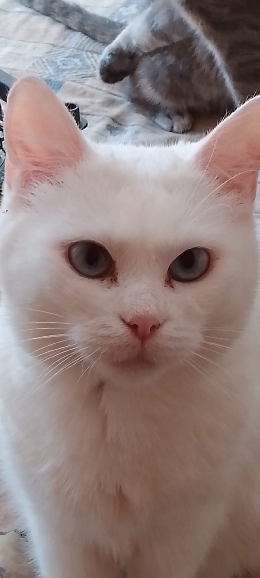 This is a close-up portrait of a white cat with blue eyes. The cat is facing forward, and its head fills most of the frame. Its ears are perked up, and its whiskers are fanned out. The cat's nose is pink, and its mouth is slightly open. In the background, another cat, appearing to be grey, is visible, with its tail and hindquarters resting on a patterned surface. The overall impression is one of a calm and relaxed feline subject. The image does not contain any information about the city of Belgorod, Russia, or any other specific location.