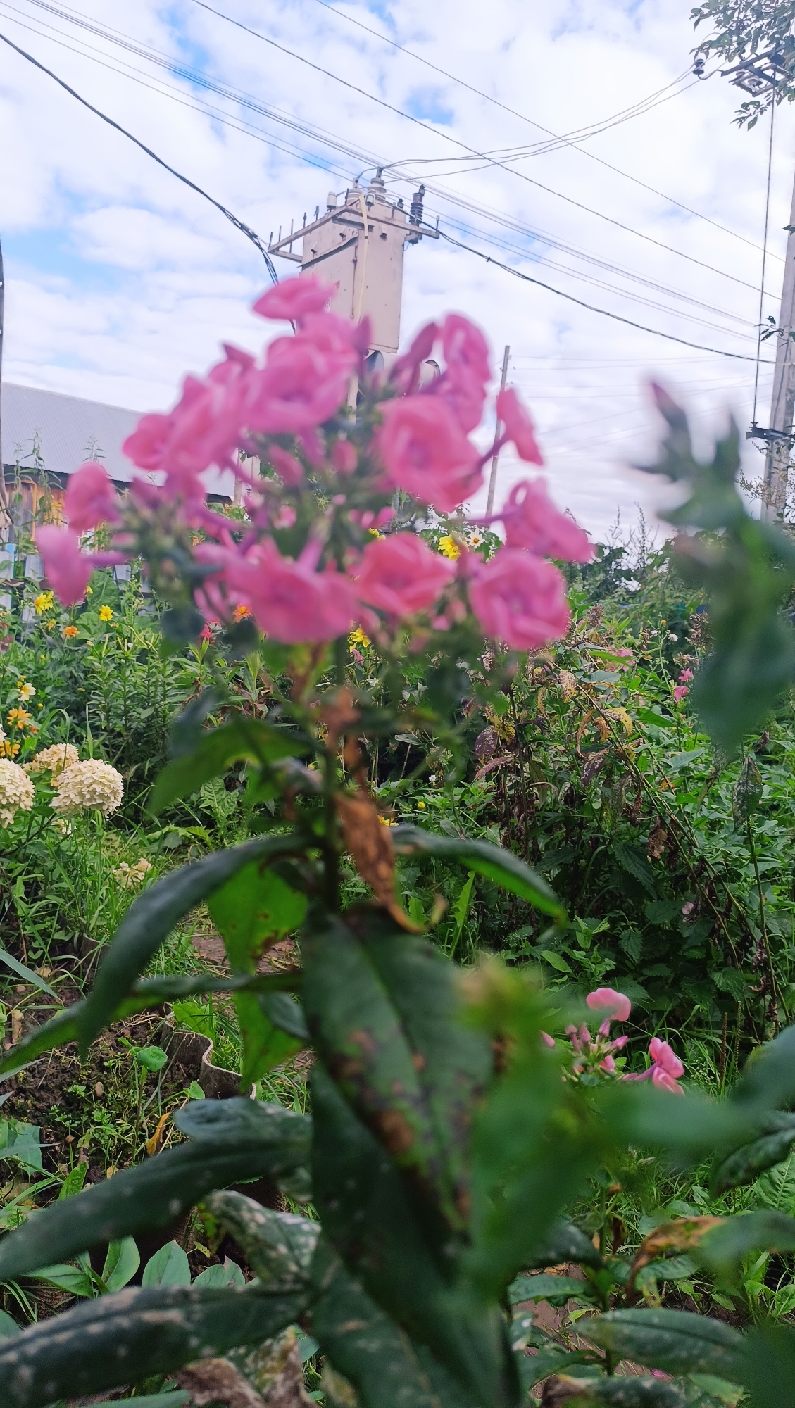 The image is an outdoor, vertical-orientation, low-angle shot of a garden with pink flowers in the foreground, out of focus. In the background, a utility pole with a transformer and overhead wires are visible against a cloudy blue sky. The garden contains various plants, including green foliage and other smaller flowers. The setting appears to be a residential area. No people are present in the image. The location is identified as Karsha, Russia.