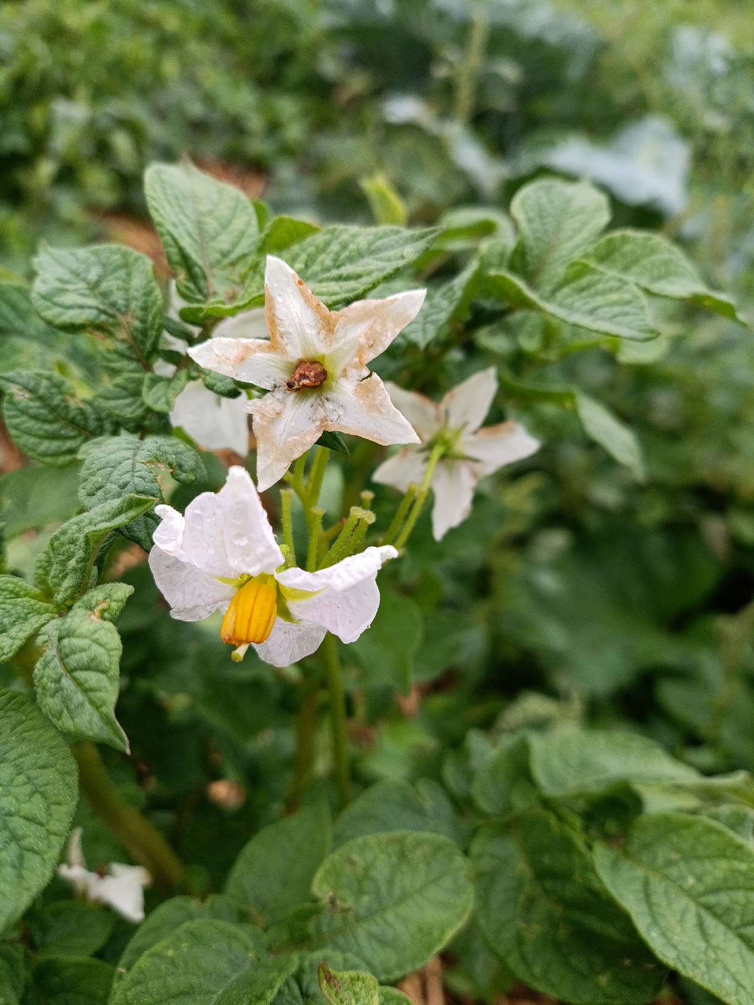 A close-up, vertical, eye-level shot captures a potato plant in bloom, set against a blurred background of more potato foliage. In the foreground, a single white potato flower with a prominent yellow stamen is in sharp focus. To its upper right, another potato flower, partially wilted and tinged with brown, is also visible. Dewdrops are present on the petals of the white flower. The leaves of the plant are green, with some showing signs of discoloration or damage. The overall environment suggests an outdoor agricultural setting, possibly a garden or field in Yasnaya Polyana, Russia.