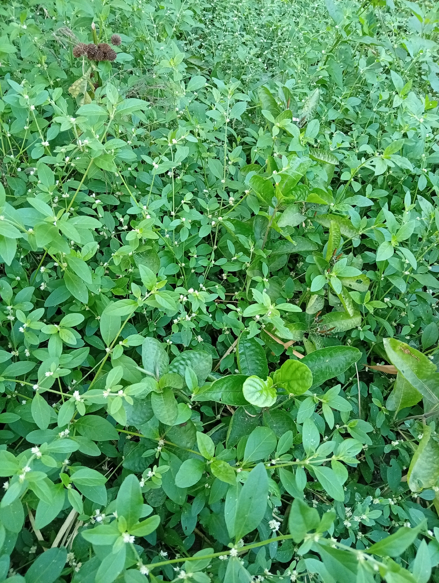 The image shows a dense ground cover of green plants with small white flowers. The plants are of varying heights and form a thick carpet. The environment appears to be outdoors, possibly a park or a natural area. There are no people or man-made objects visible in the image. The lighting suggests it is daytime. The image is a close-up shot of the vegetation, with the focus on the texture and detail of the leaves and flowers. There is no specific indication of the location within Kediri City, Indonesia, other than it is a natural or semi-natural outdoor setting.