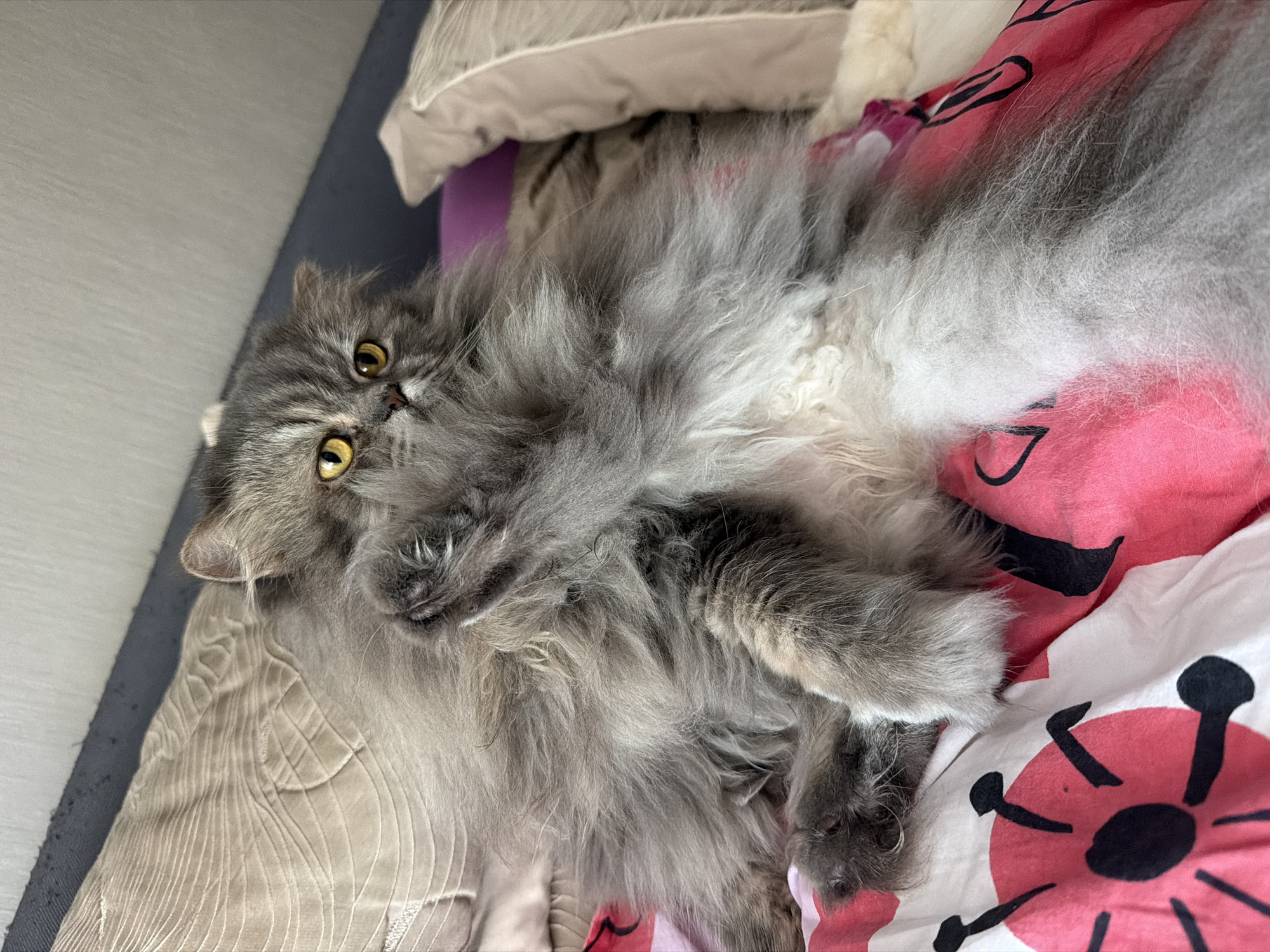 A gray, long-haired cat with yellow eyes lies on a bed. The bed has a tan and beige patterned sheet on one side and a white, red, and black patterned sheet on the other. A white pillow is behind the cat. The location is unknown and cannot be determined based on the image.