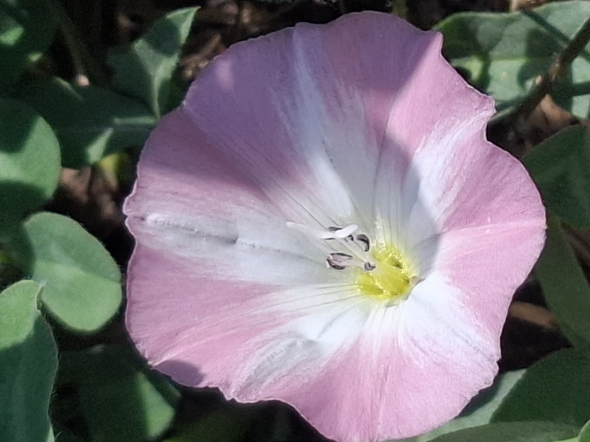 A close-up, overhead shot captures a single, pale pink morning glory flower blooming amongst green leaves and dark, blurred ground in Almaty, Kazakhstan. The flower's trumpet-shaped petals display a gradient from white at the center to a soft pink at the edges, with delicate veins running through them. The stamen and pistil are visible at the flower's core, colored yellow and dark brown. The surrounding foliage is out of focus, hinting at a natural outdoor setting.