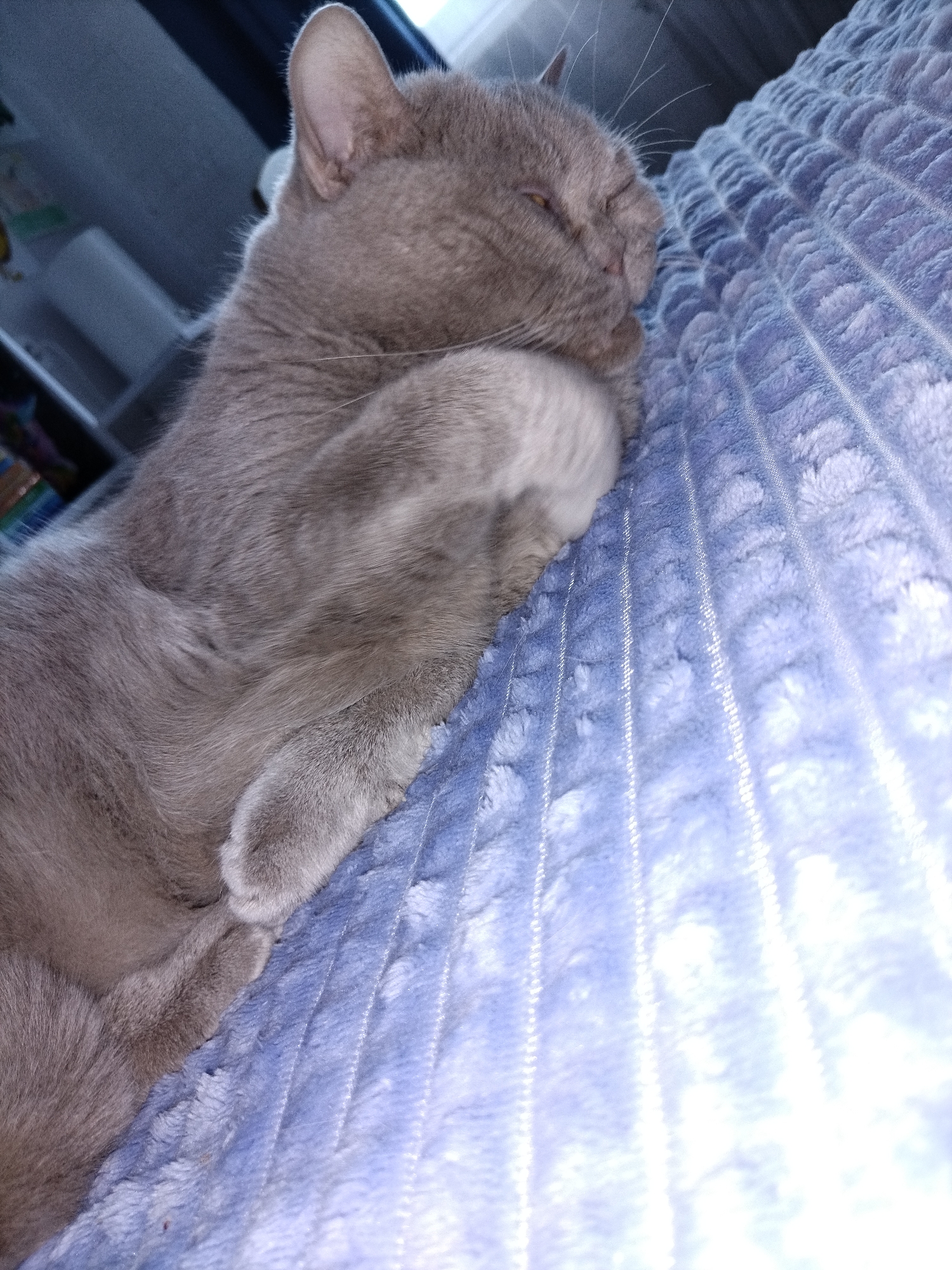 An adult domestic shorthair cat with grey fur is sleeping on a blue plush blanket. The cat is lying on its side with its eyes closed and one paw covering its face. The blanket has a ribbed texture and is illuminated by a bright light source, causing some areas to appear overexposed. The background is dark and out of focus, showing what appears to be furniture or shelves.