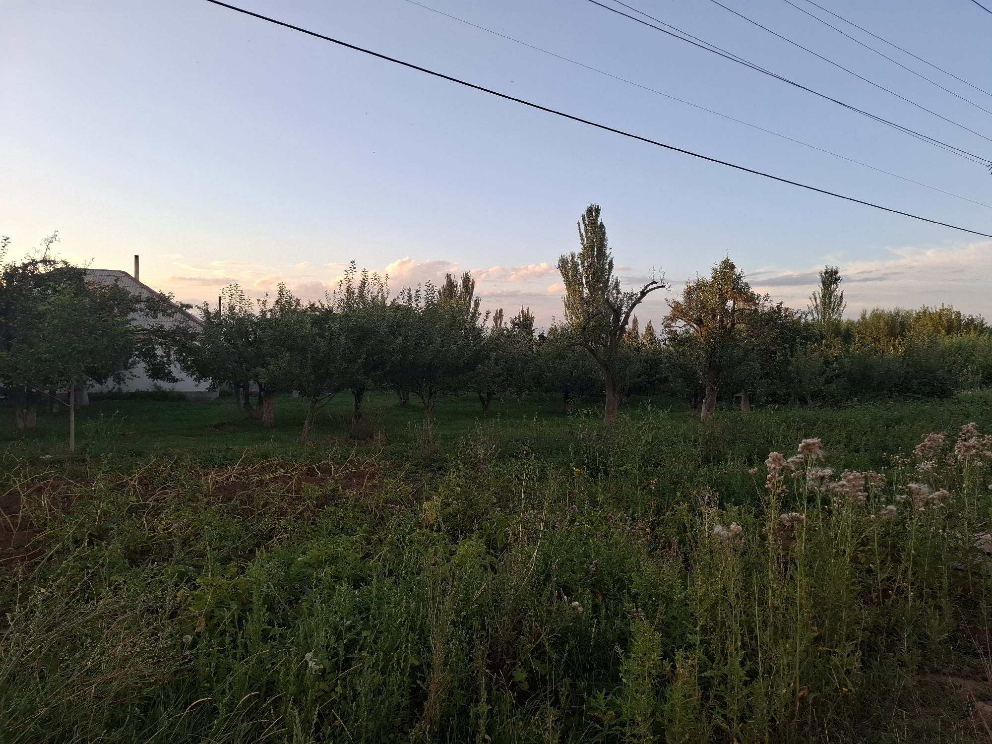 A wide shot captures a suburban landscape at dusk in Jeti-Ögüz, Kyrgyzstan. In the foreground, tall, dry grass and some flowering plants dominate the scene, with patches of bare earth visible. Behind this, a row of trees with dark green foliage stretches across the mid-ground, some appearing to be fruit trees due to their pruned shapes. A white house with a gray roof and a chimney is visible to the left of the trees, partially obscured by foliage. The background is filled with more trees, some of which are slender and tall, reaching towards the sky. The sky above is a pale blue with wispy pink and orange clouds near the horizon, indicating the setting sun. Several power lines are strung horizontally across the upper portion of the image. The overall impression is one of a tranquil, rural setting in the evening.