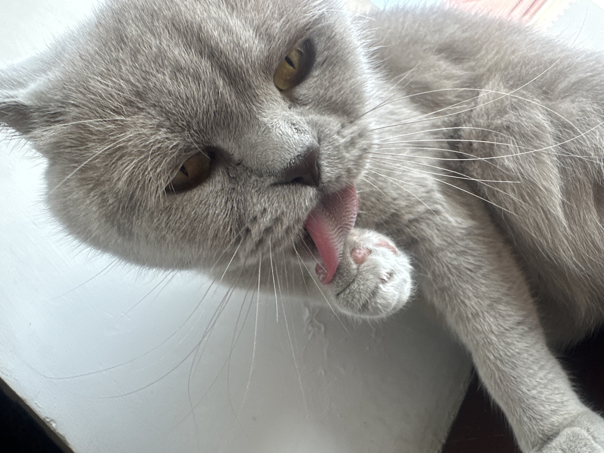 A close-up, overhead shot shows a light gray British Shorthair cat licking its paw. The cat has amber eyes and prominent white whiskers. The background is out of focus and appears to be a light-colored wall or surface. The image does not provide any information about its location in Ternopil, Ukraine.