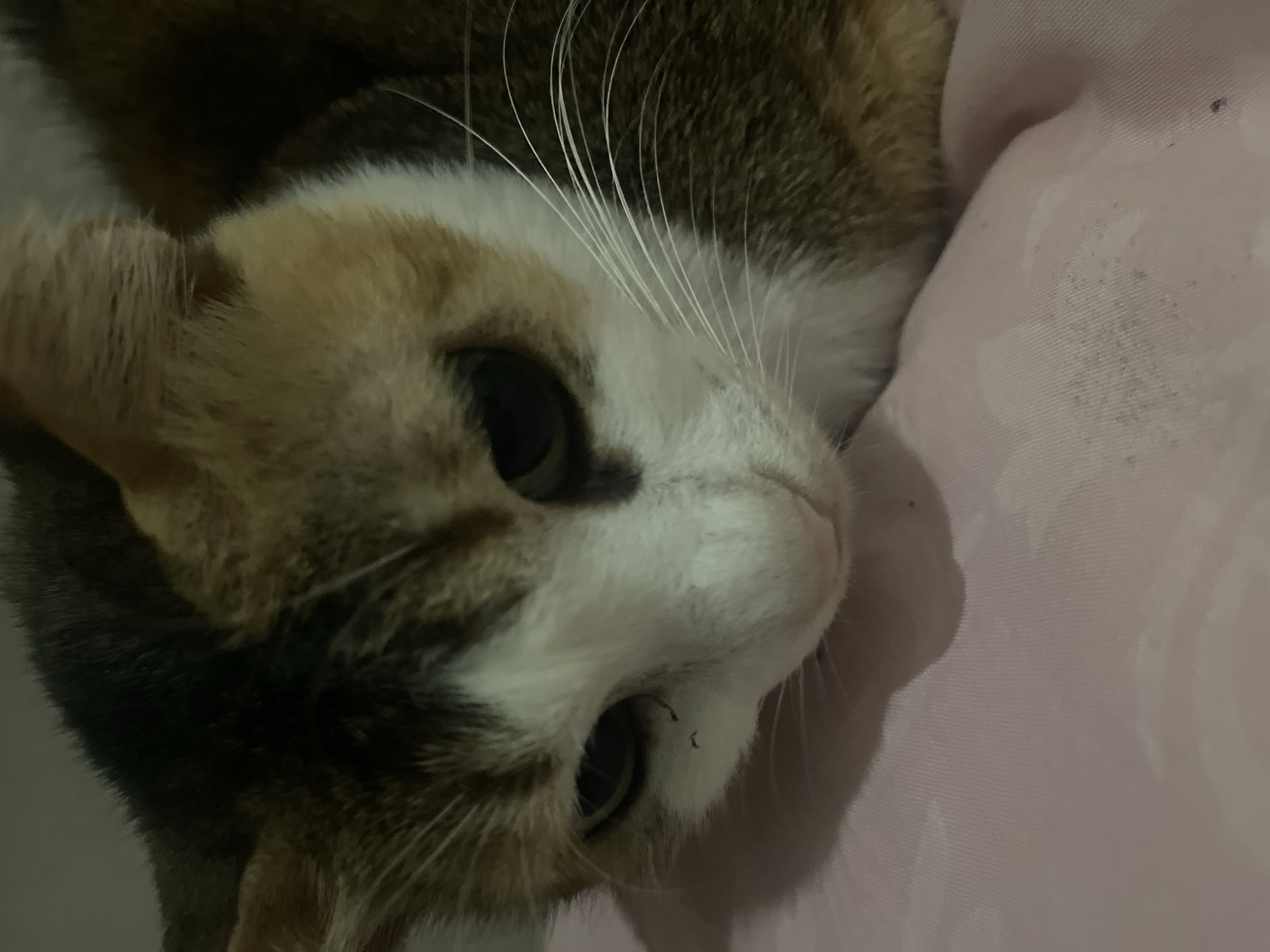 The media file is a close-up, low-angle shot of a calico cat's face resting on a pink surface. The cat's fur is a mix of white, black, brown, and orange patches. Its large, dark eyes are partially closed, suggesting a relaxed or sleepy state. Long white whiskers fan out from its nose and cheeks. The pink surface appears to be fabric, possibly a blanket or pillow, with visible texture and subtle creases. The lighting is dim, creating shadows and highlighting the cat's facial features. The composition is tight, focusing entirely on the cat's head and a portion of its body. There is no visible text in the image. The setting is intimate and appears to be indoors. The overall mood is tranquil and peaceful.