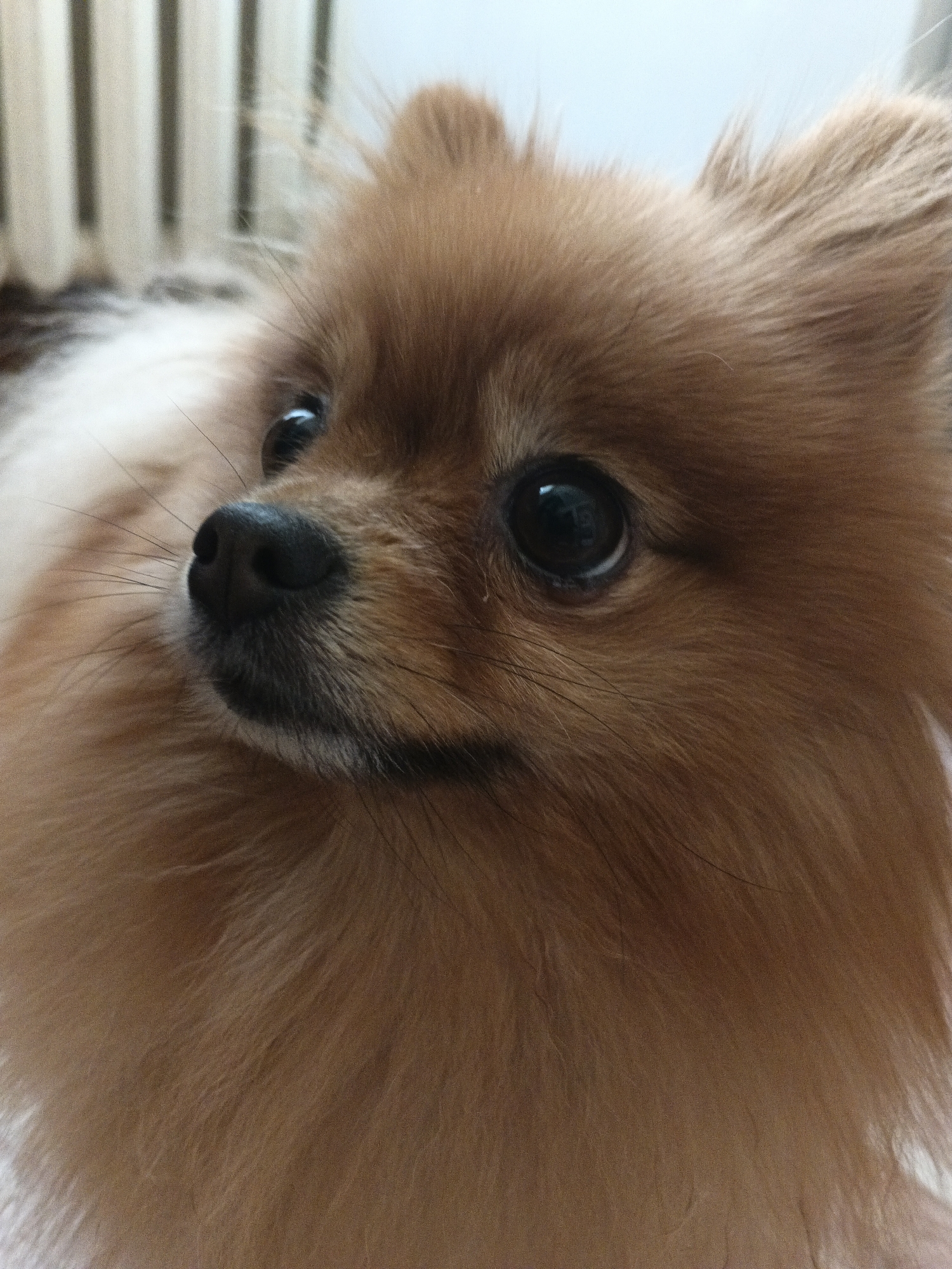 A close-up, eye-level, medium shot shows a Pomeranian dog's face, looking slightly to the left. The dog's fur is a mix of brown and cream. The background consists of out-of-focus vertical blinds, suggesting an indoor environment. There are no people present, and no actions or interactions are depicted. The location is not determinable from the image.